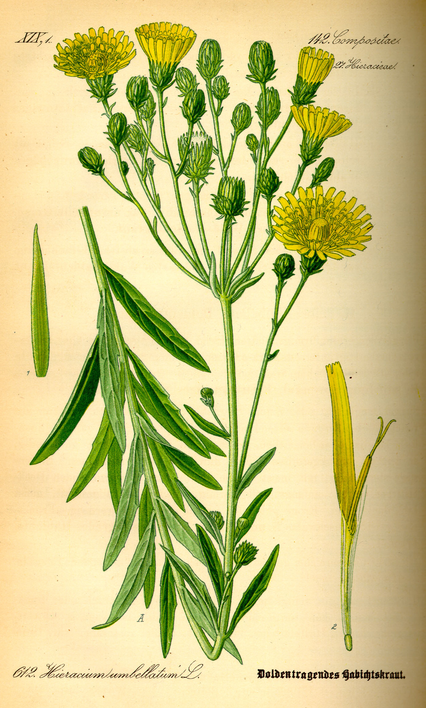 Illustration Hieracium umbellatum0