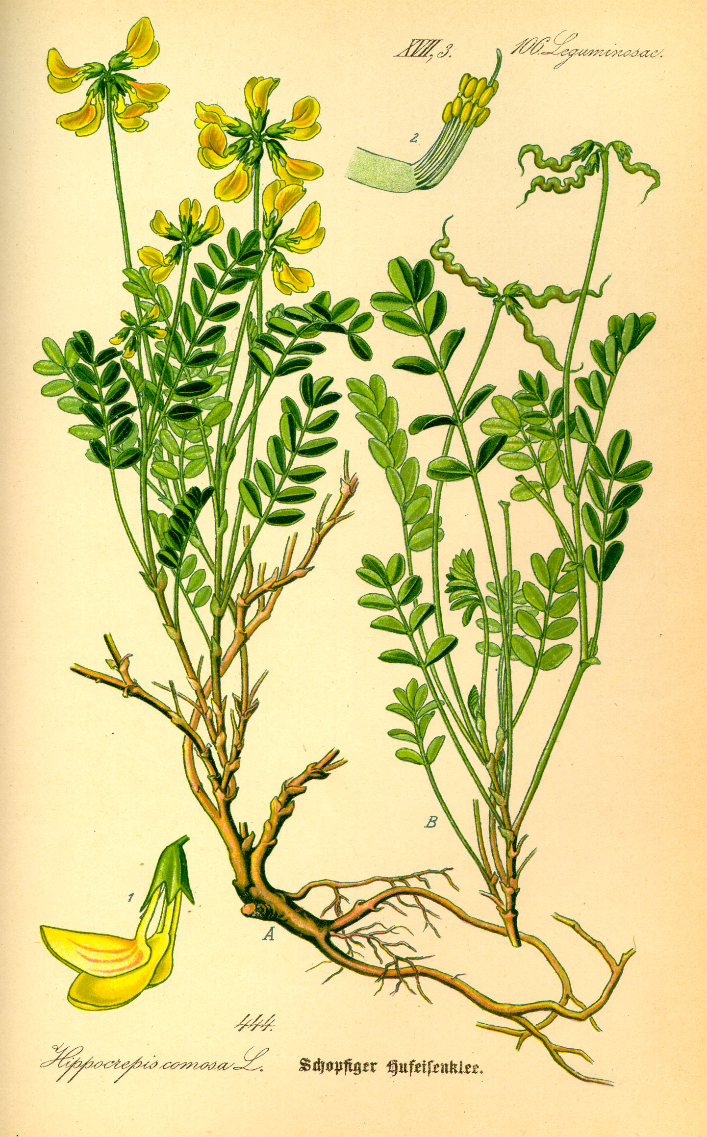 Illustration Hippocrepis comosa0