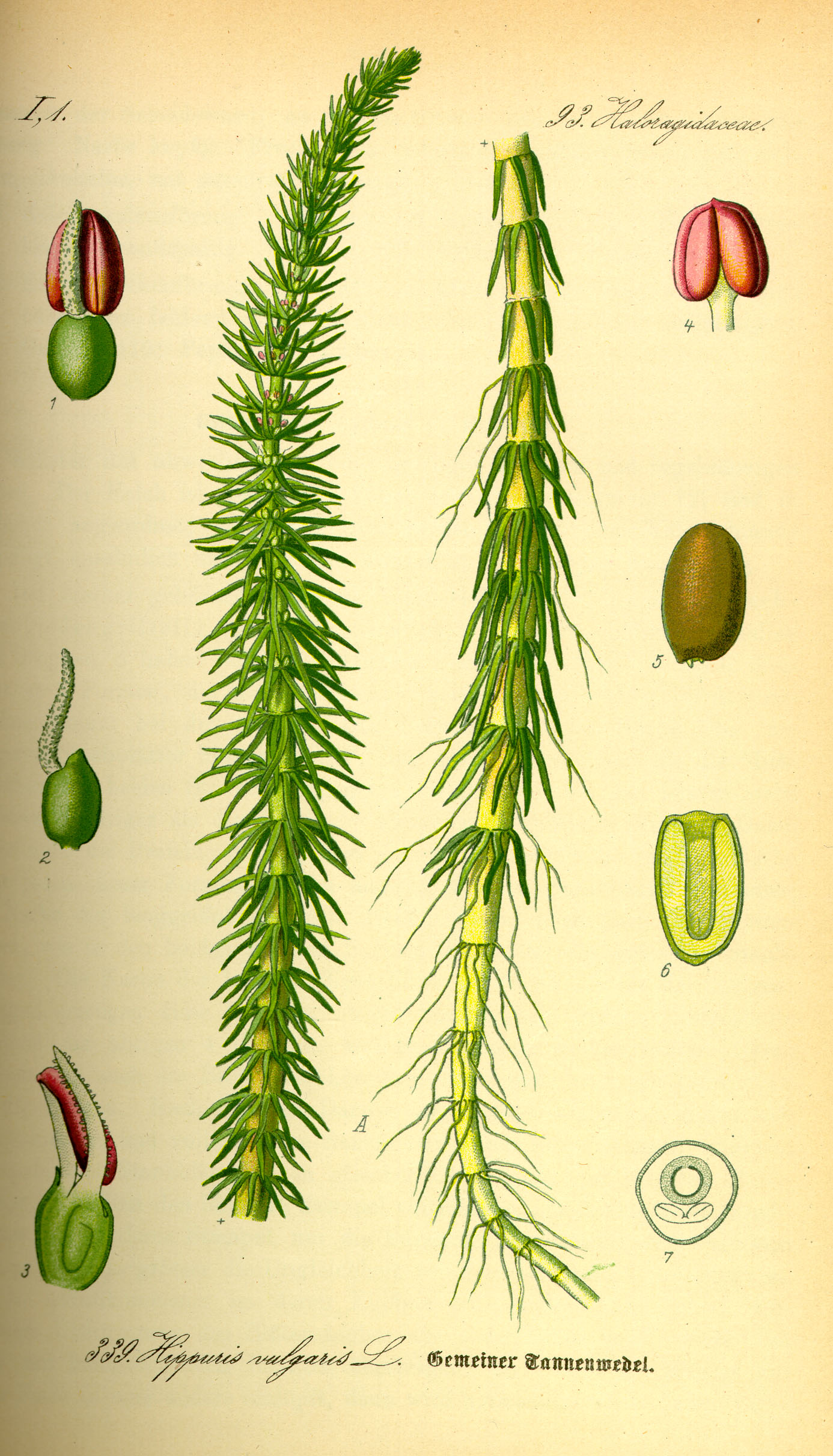 Illustration Hippuris vulgaris0