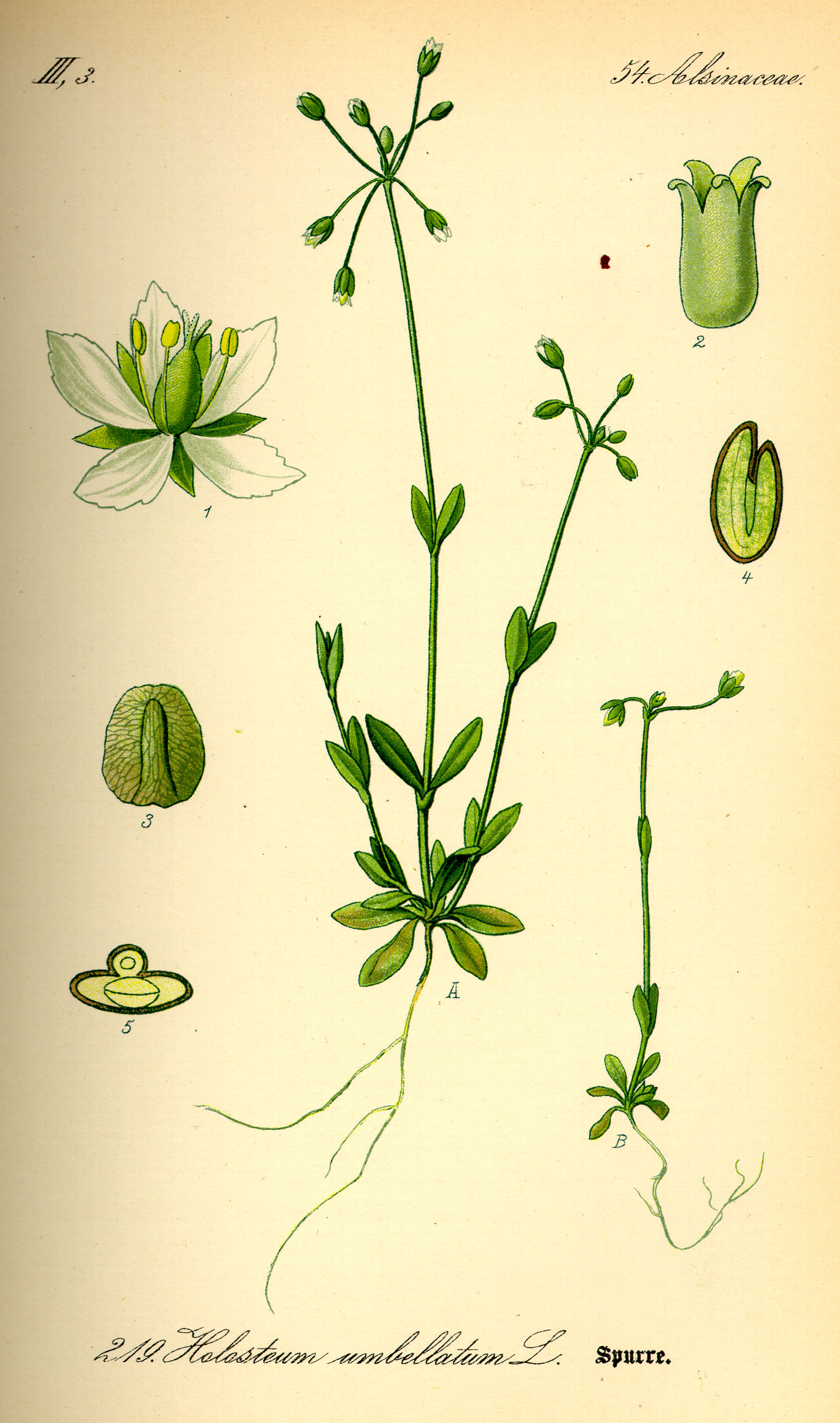 Illustration Holosteum umbellatum0