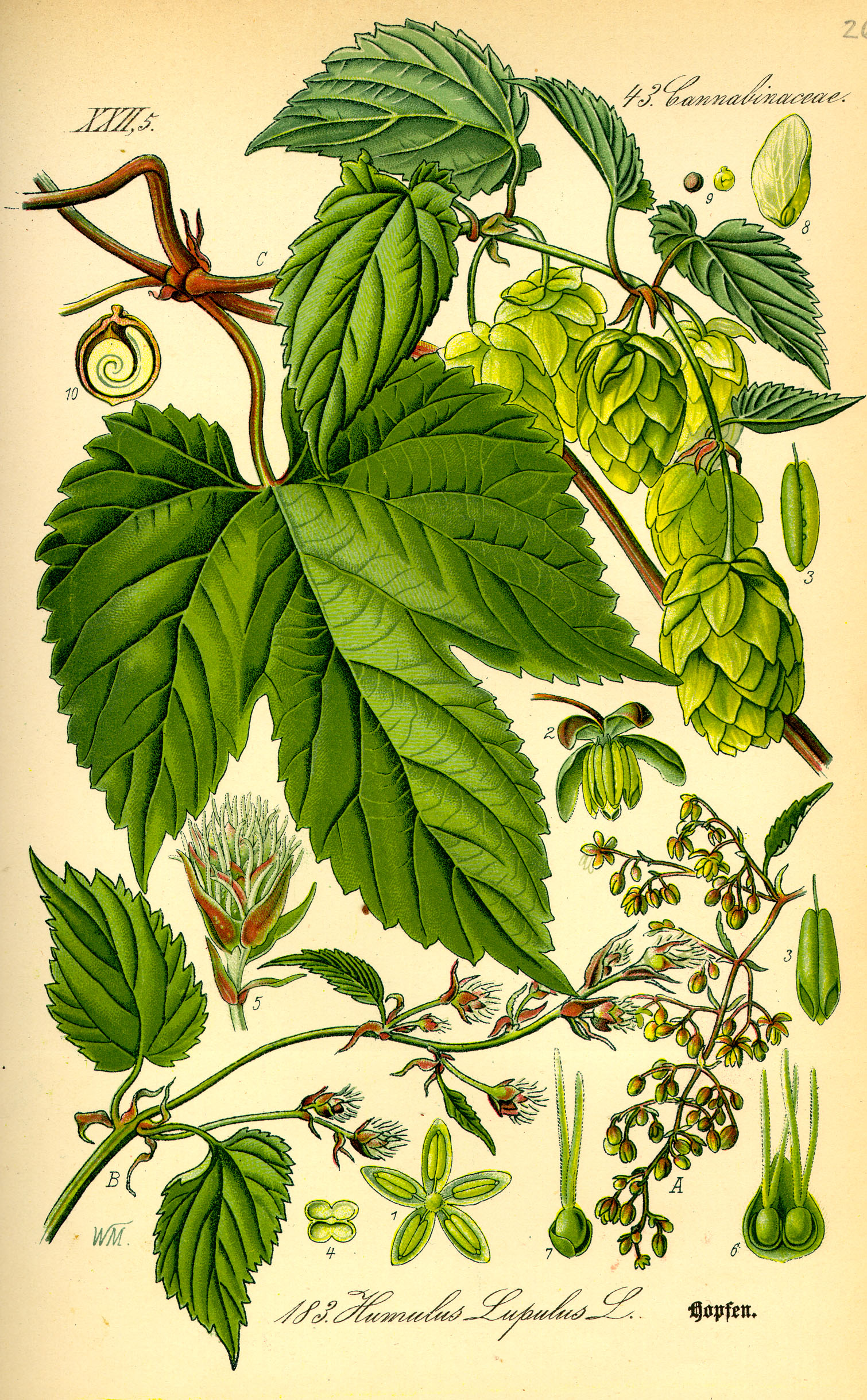 Illustration Humulus lupulus0
