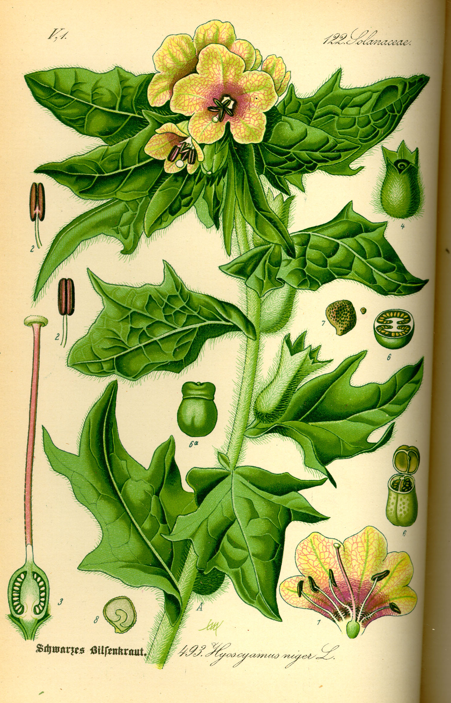 Illustration Hyoscyamus niger0