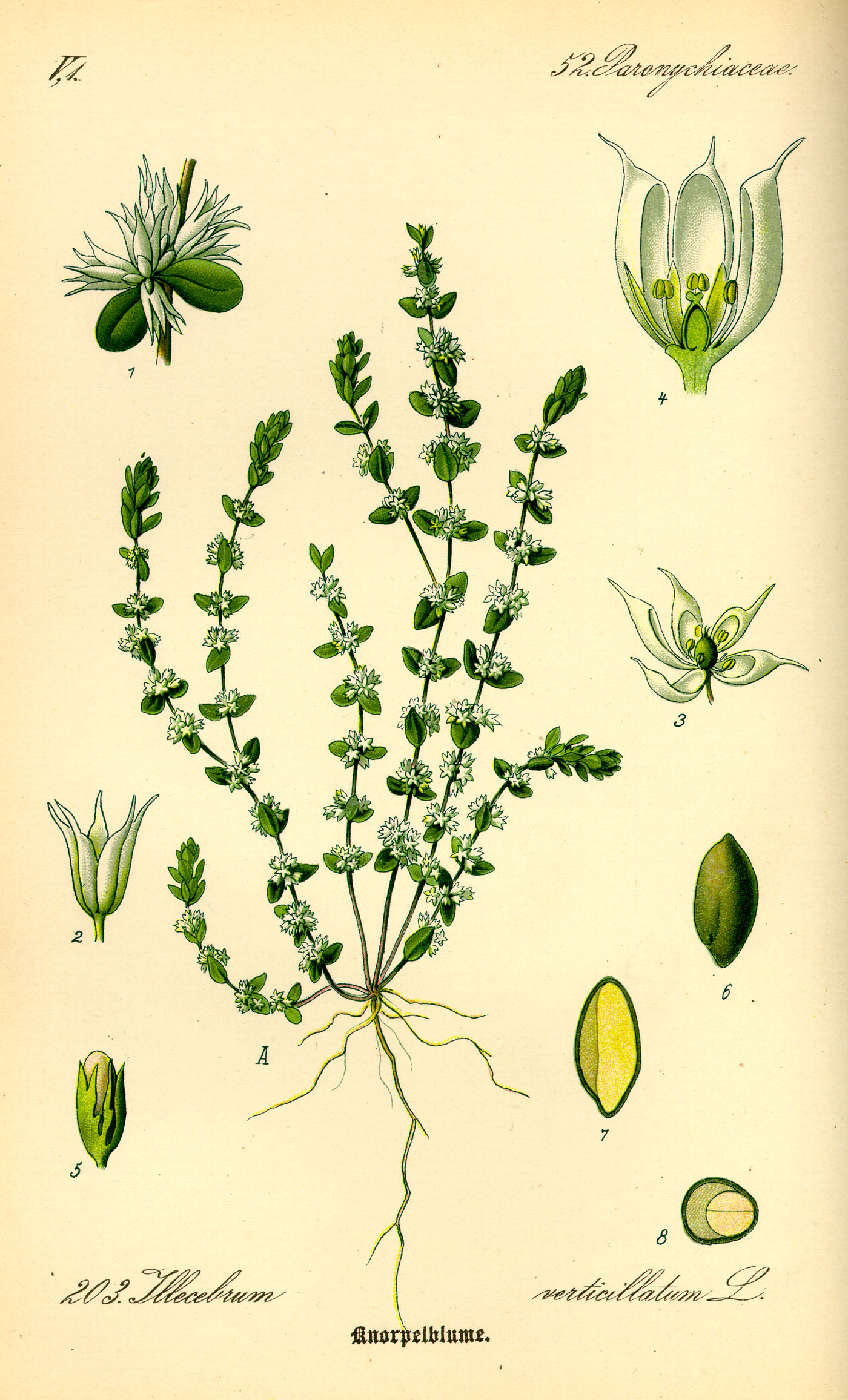Illustration Illecebrum verticillatum0