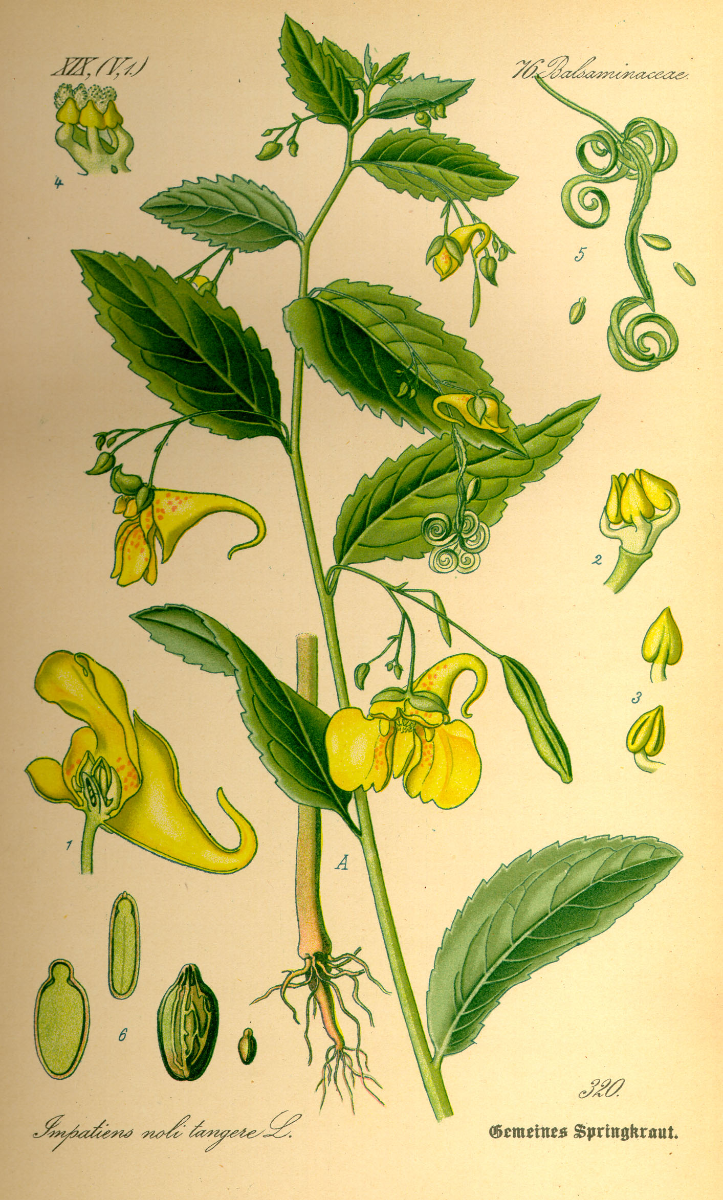 Illustration Impatiens noli-tangere0