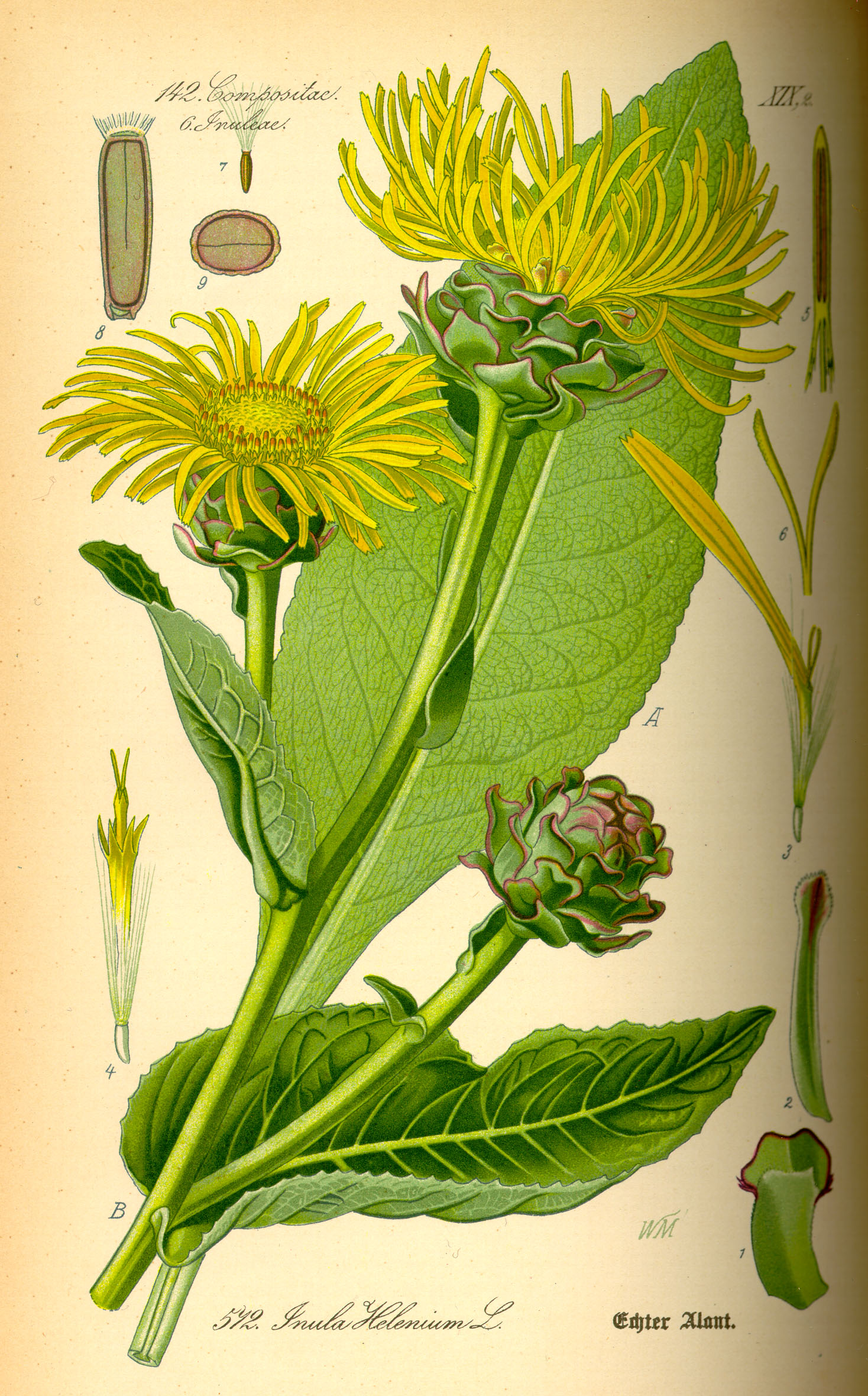 Illustration Inula helenium0