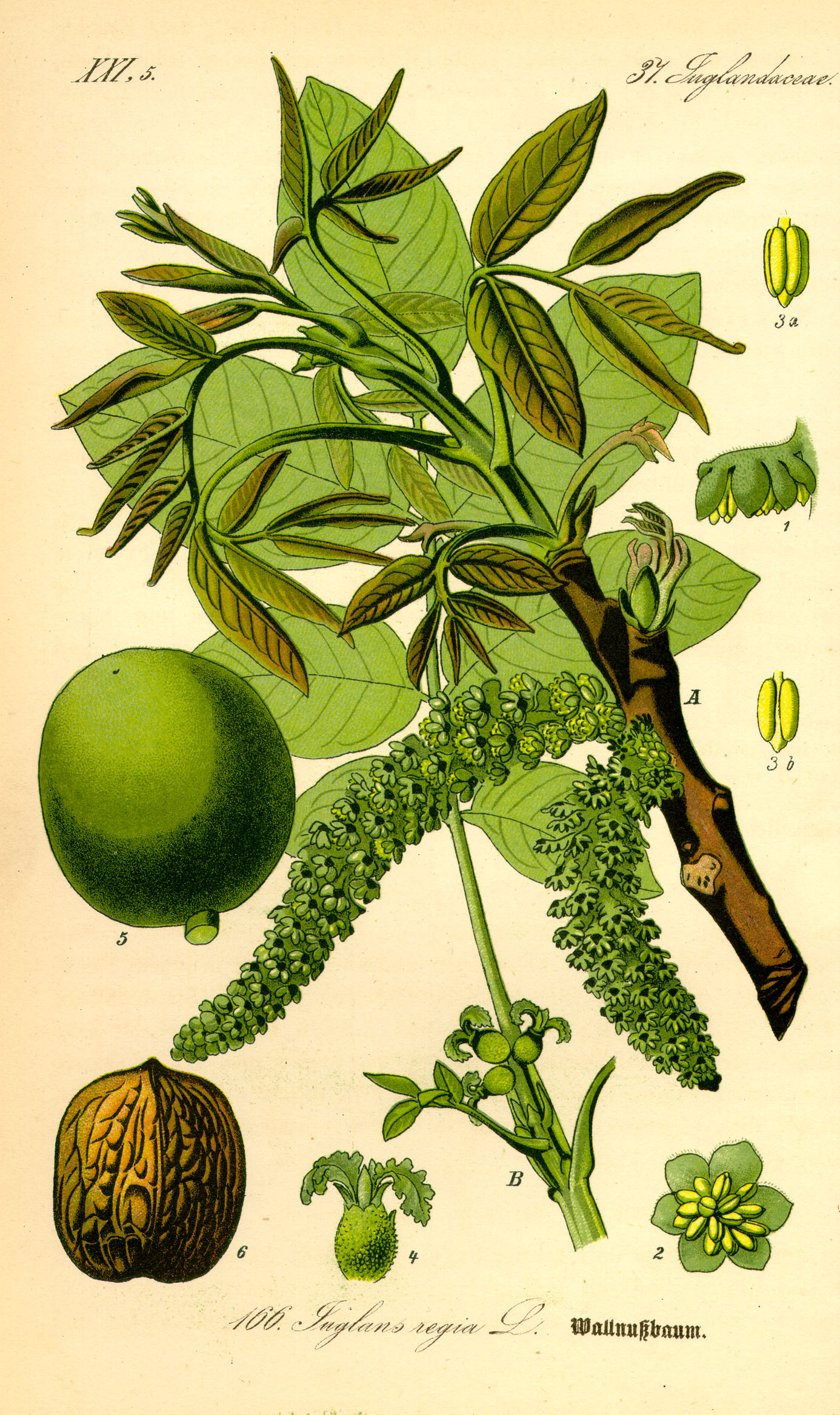 Illustration Juglans regia0