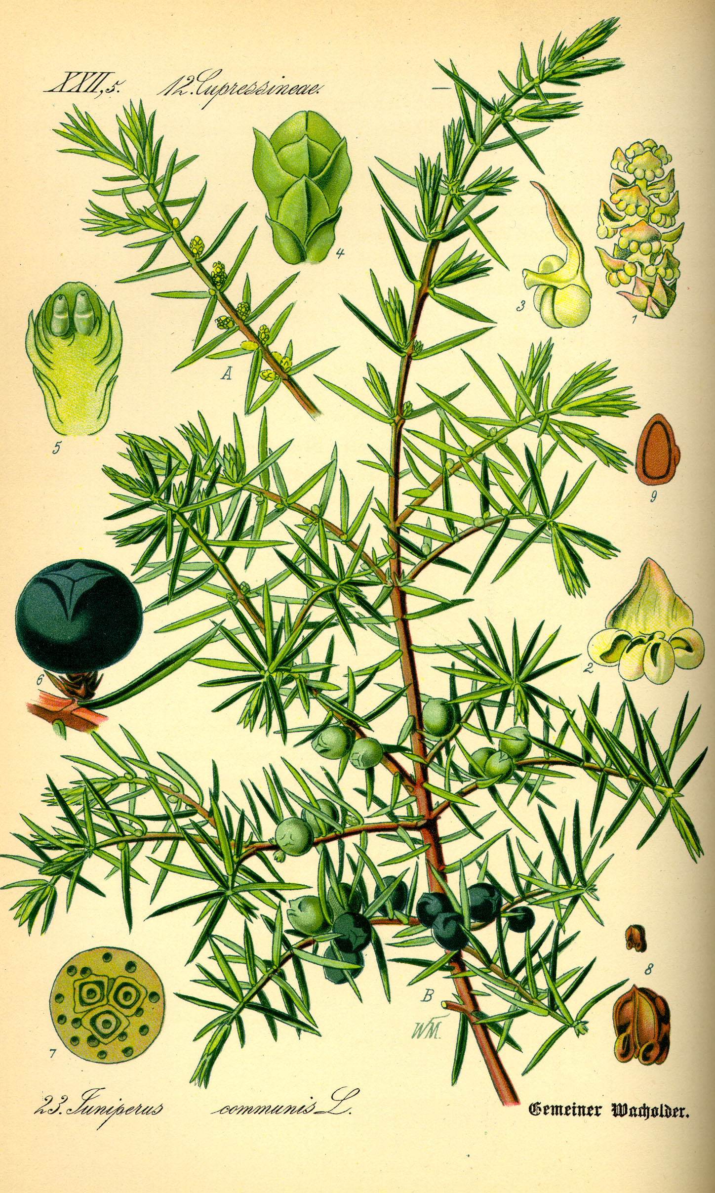 Illustration Juniperus communis0