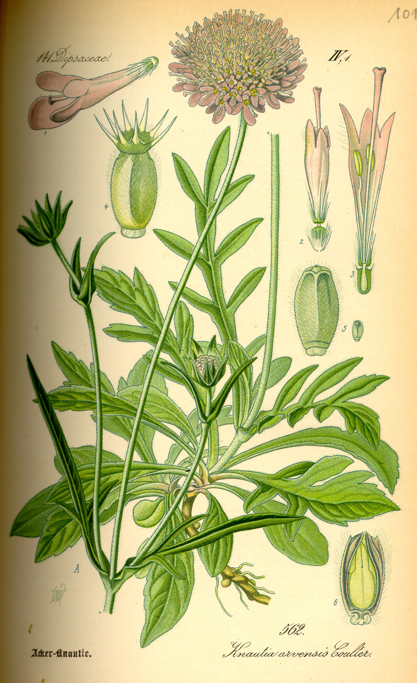 Illustration Knautia arvensis0