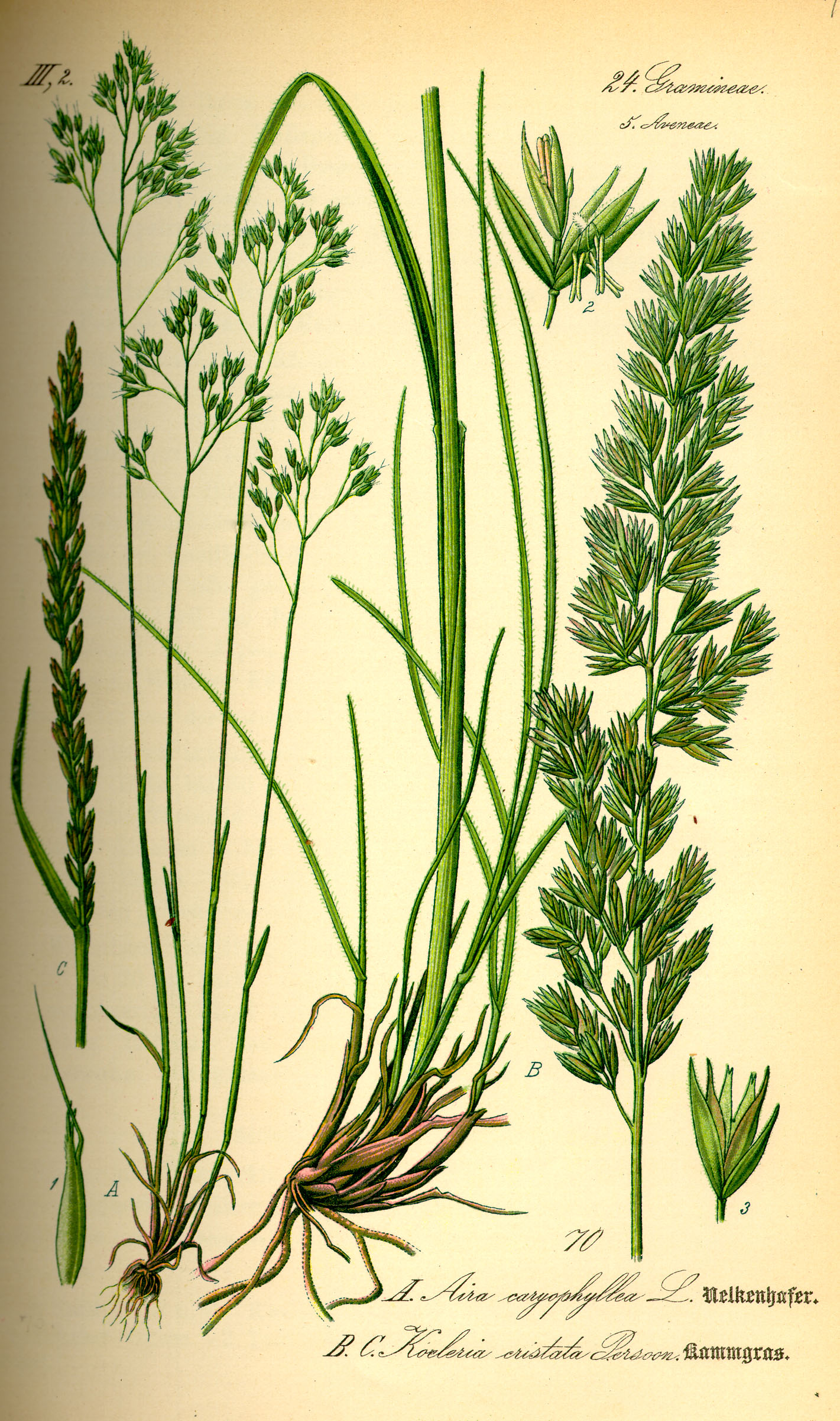 Illustration Koeleria pyramidata0