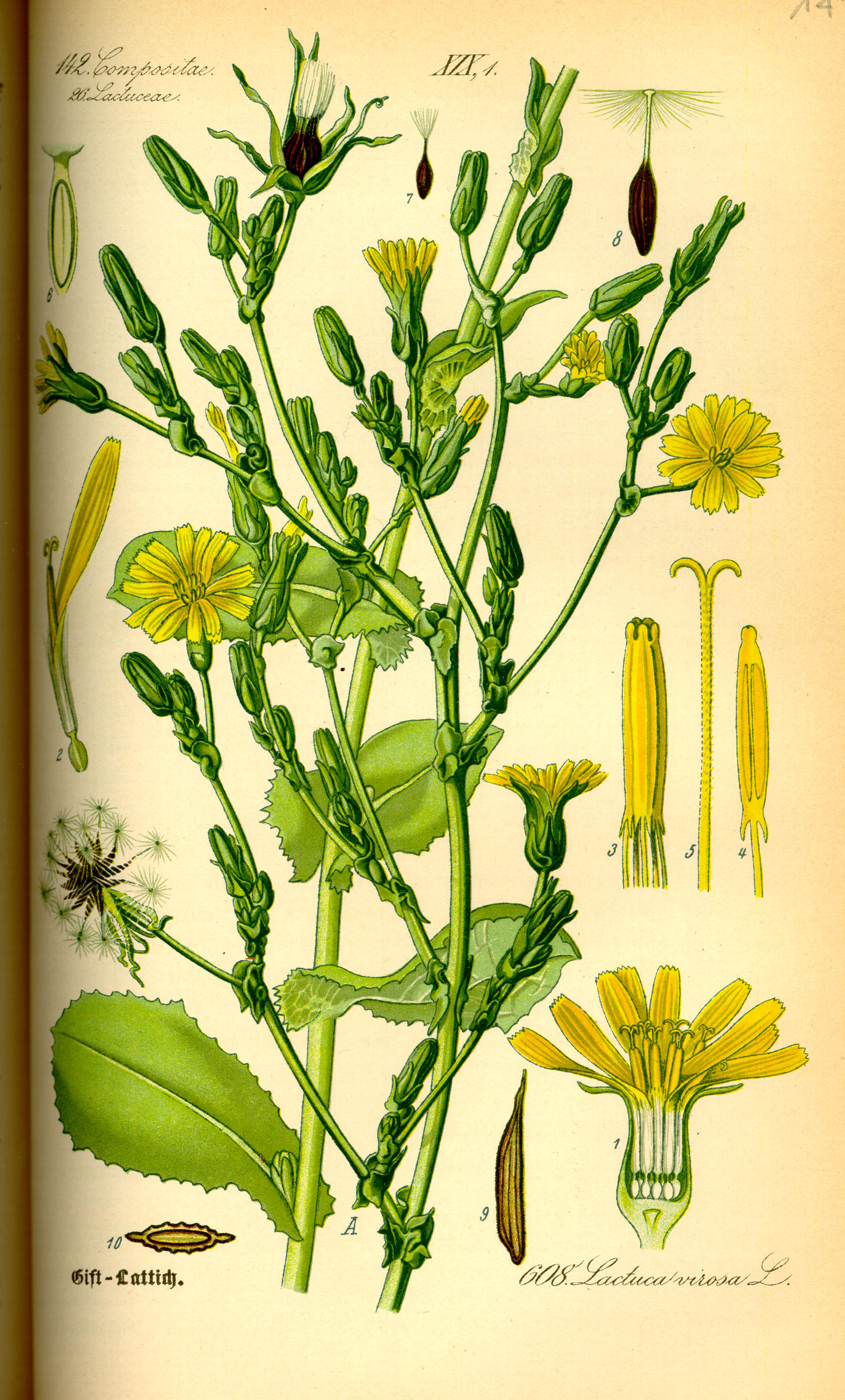 Illustration Lactuca virosa0