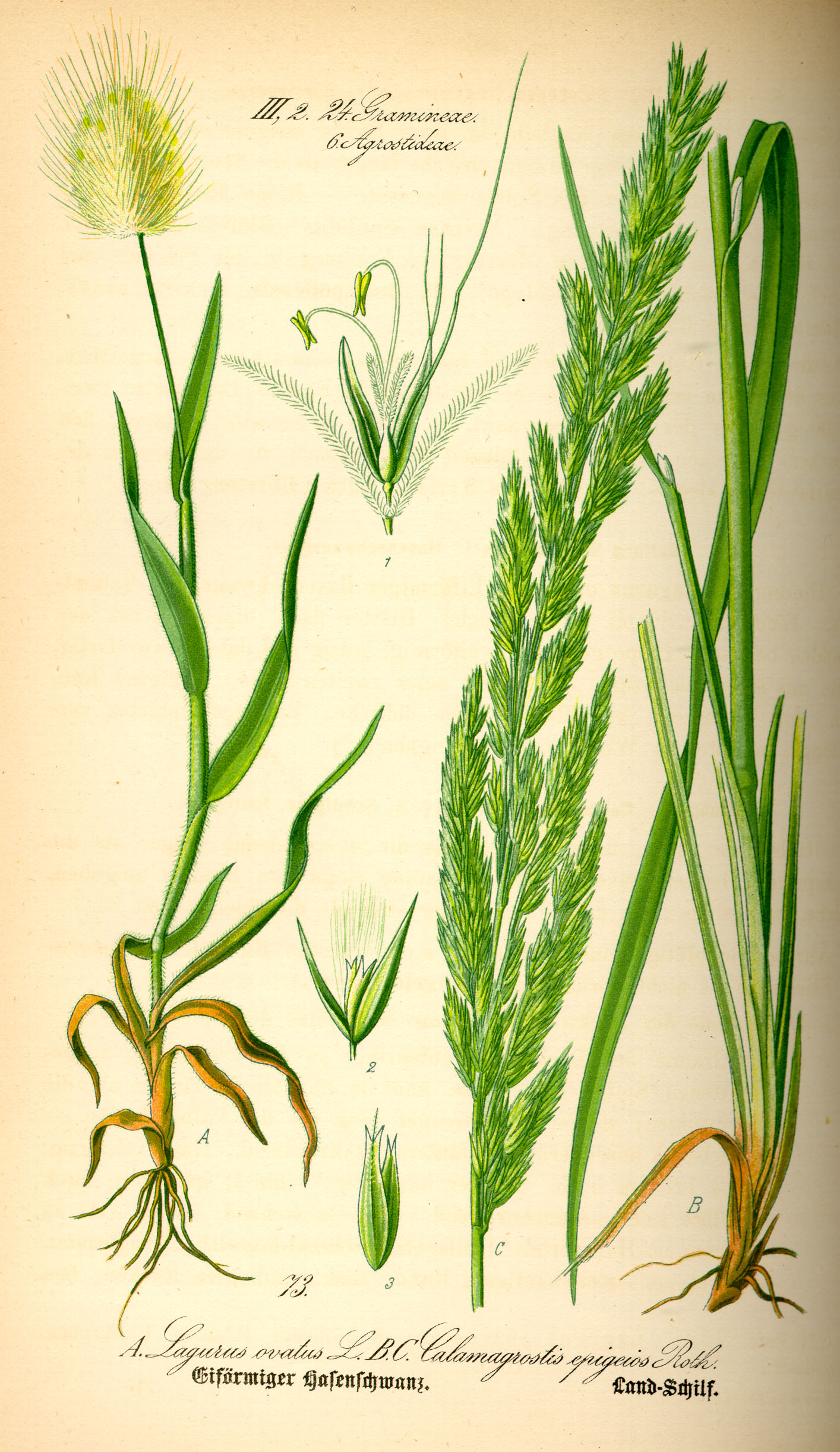 Illustration Lagurus ovatus0