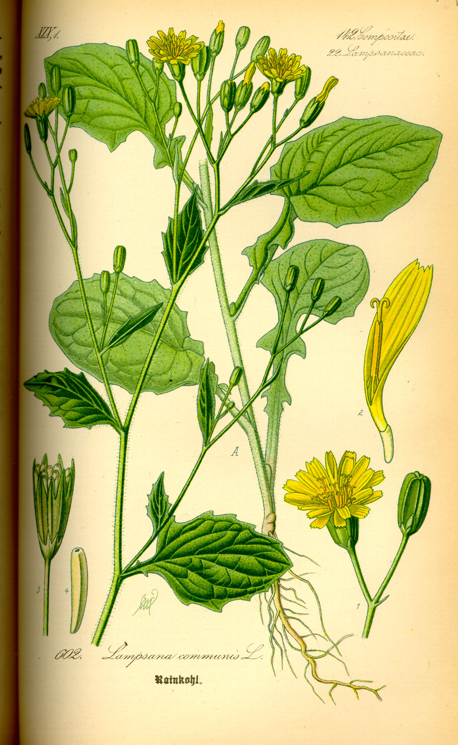 Illustration Lapsana communis0