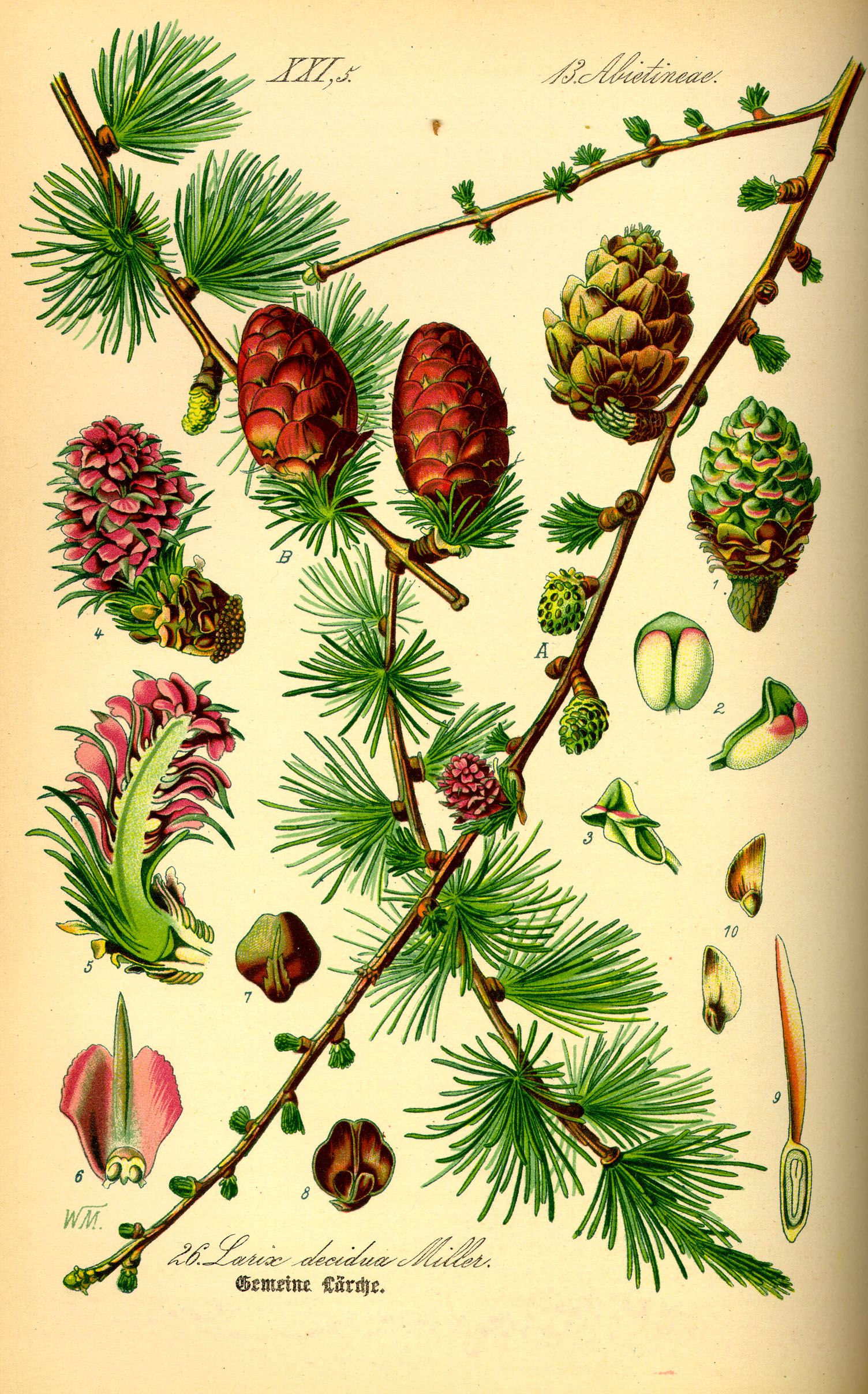 Illustration Larix decudua0