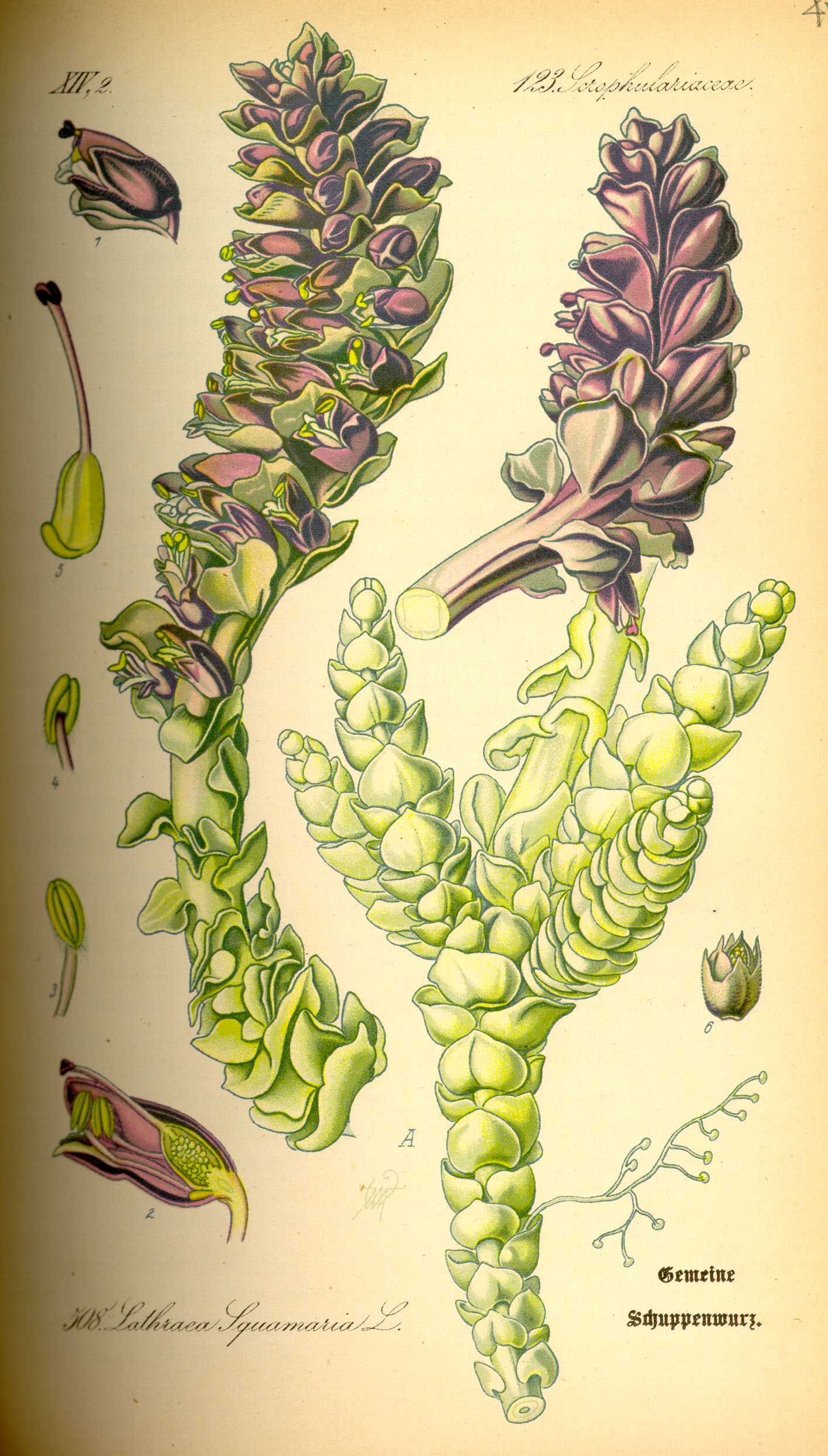 Illustration Lathraea squamaria0