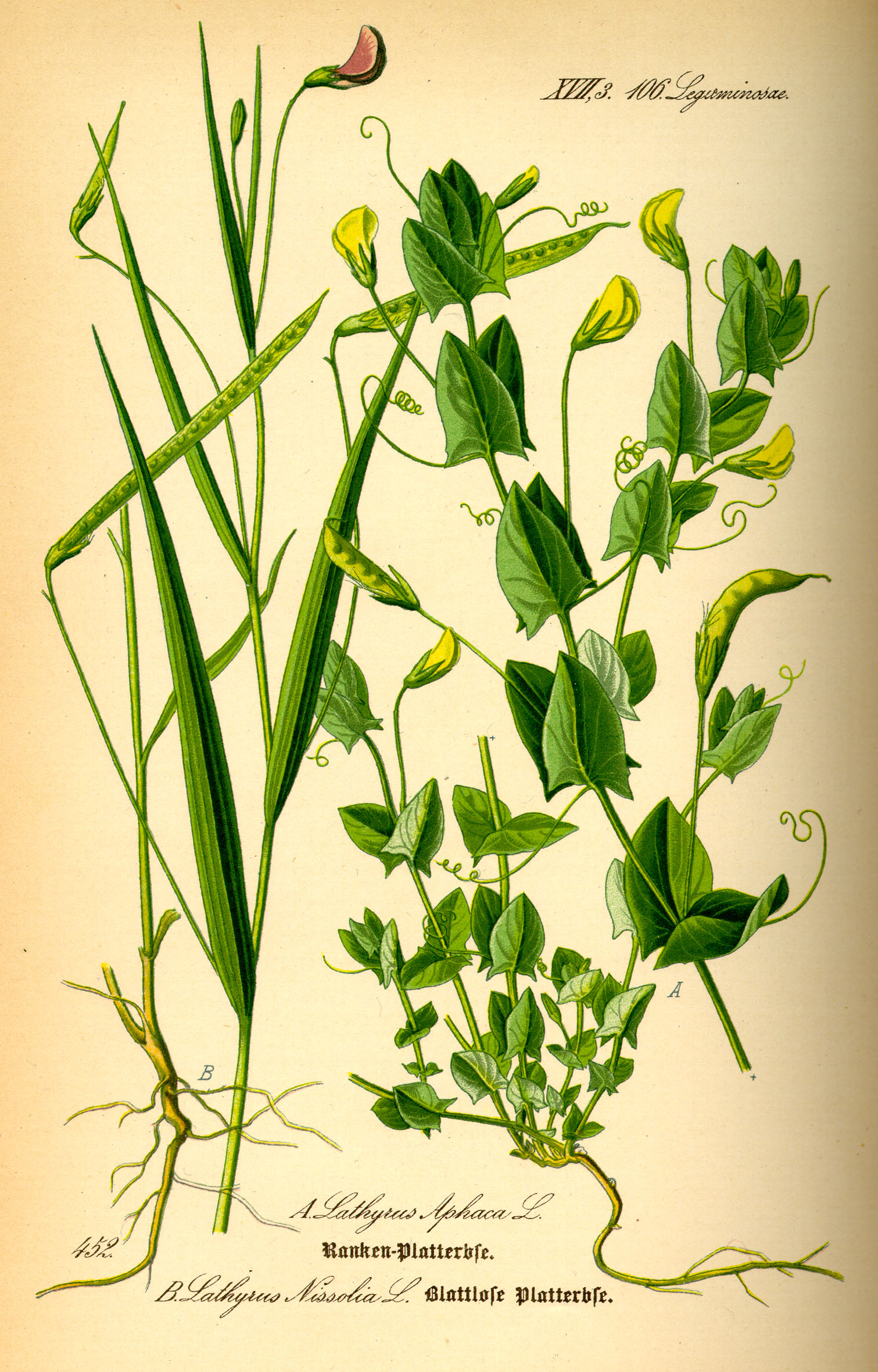 Illustration Lathyrus nissolia0