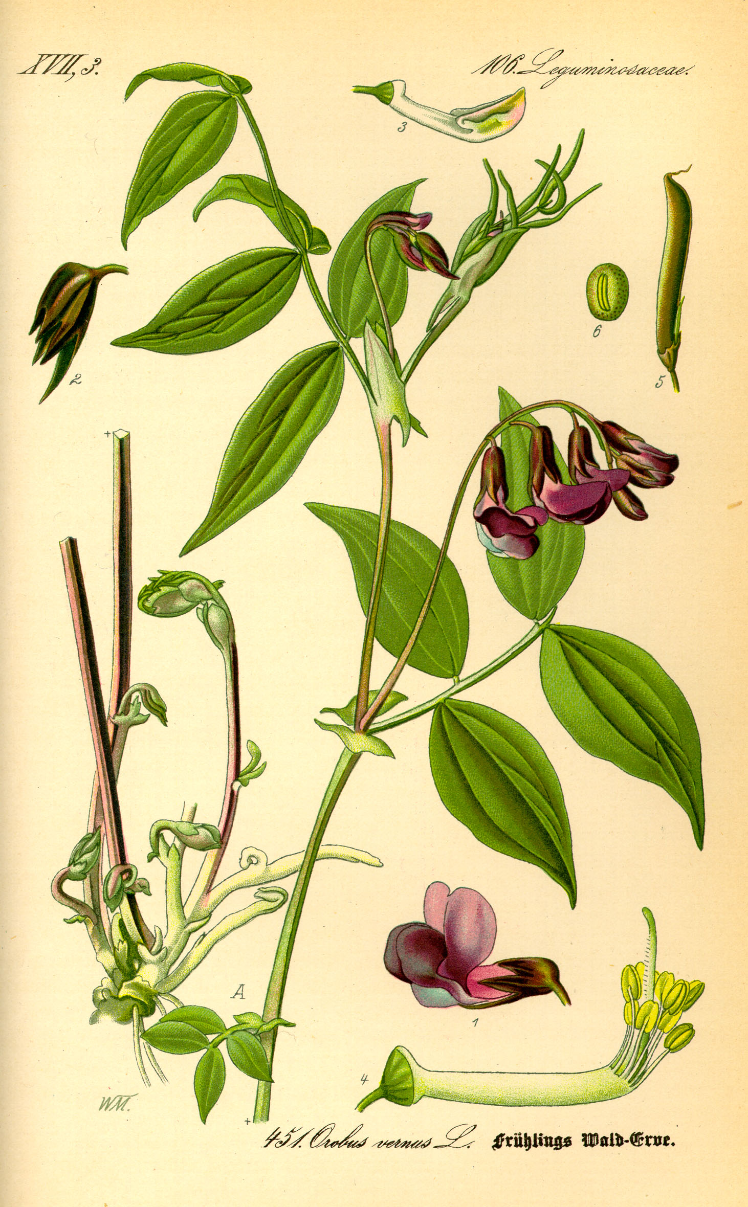 Illustration Lathyrus vernus0