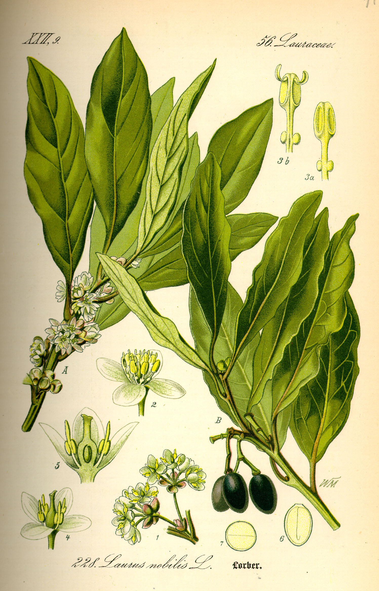 Illustration Laurus nobilis0