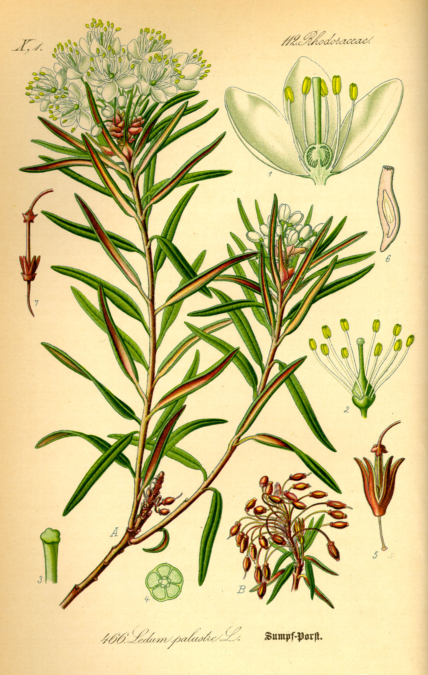 Illustration Ledum palustre0