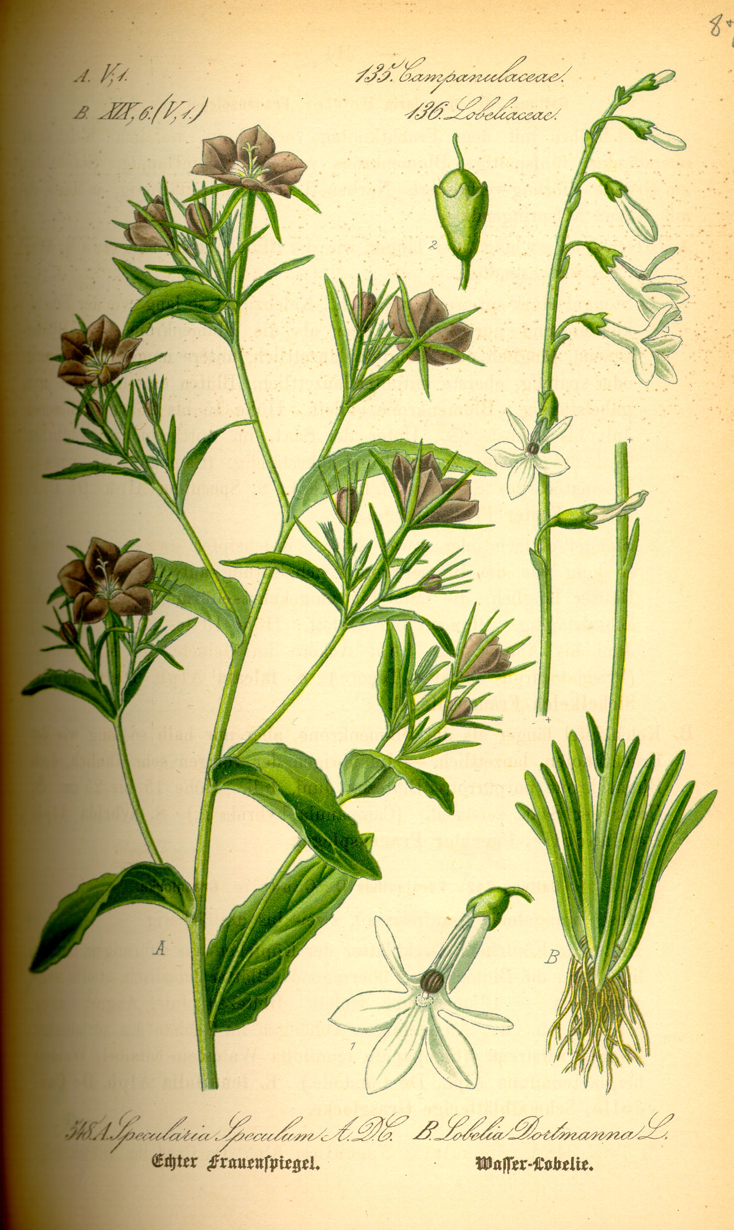 Illustration Legousia speculum-veneris0