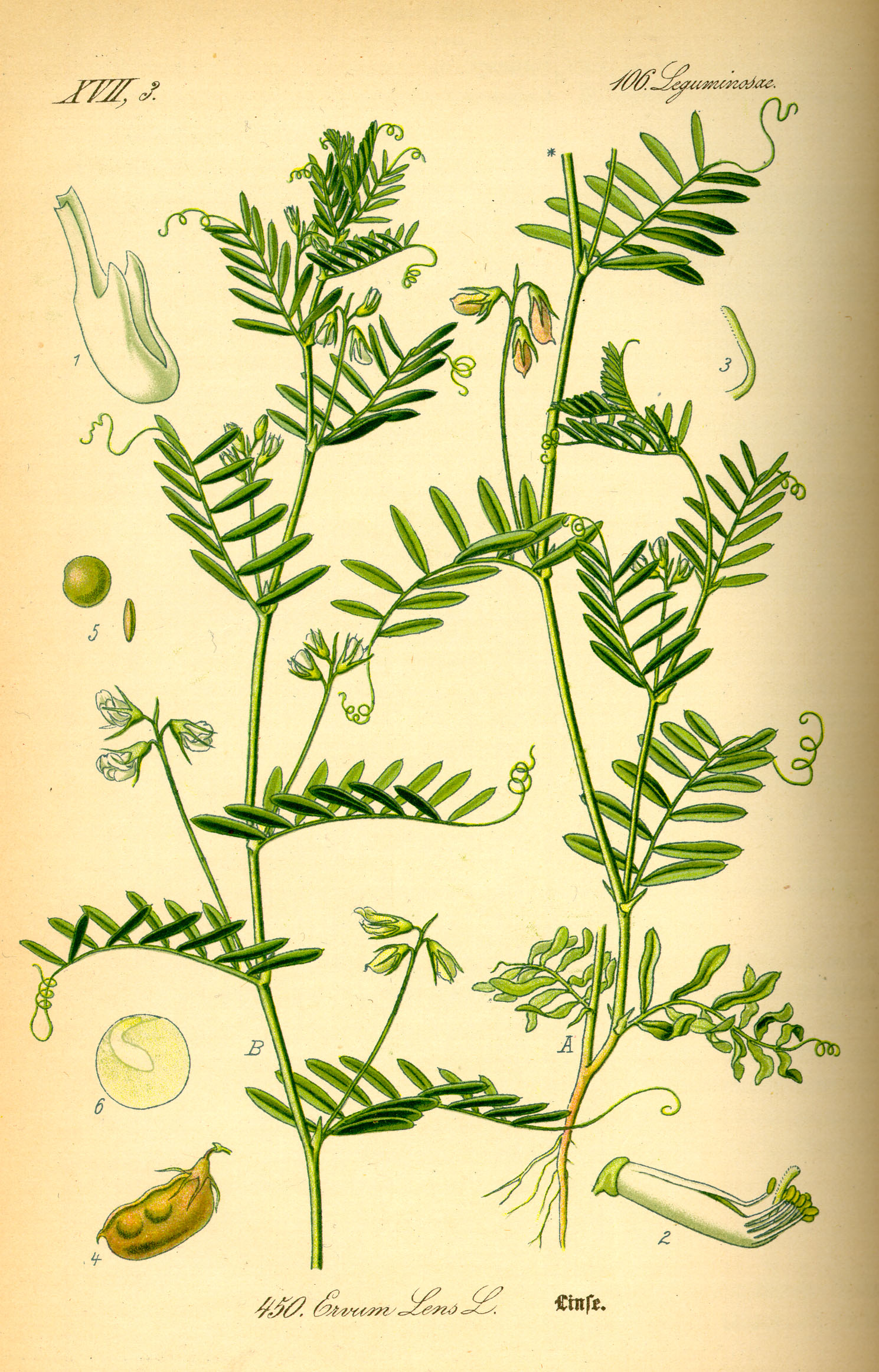 Illustration Lens culinaris0