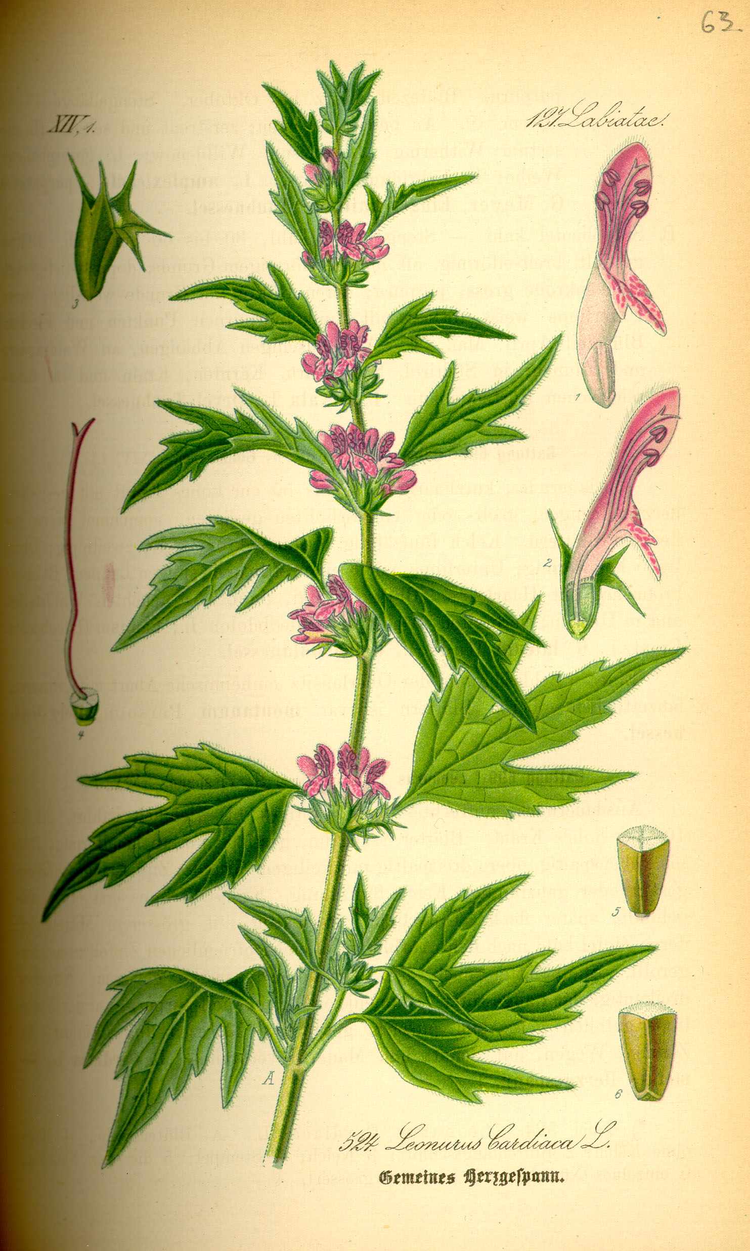 Illustration Leonurus cardiaca0