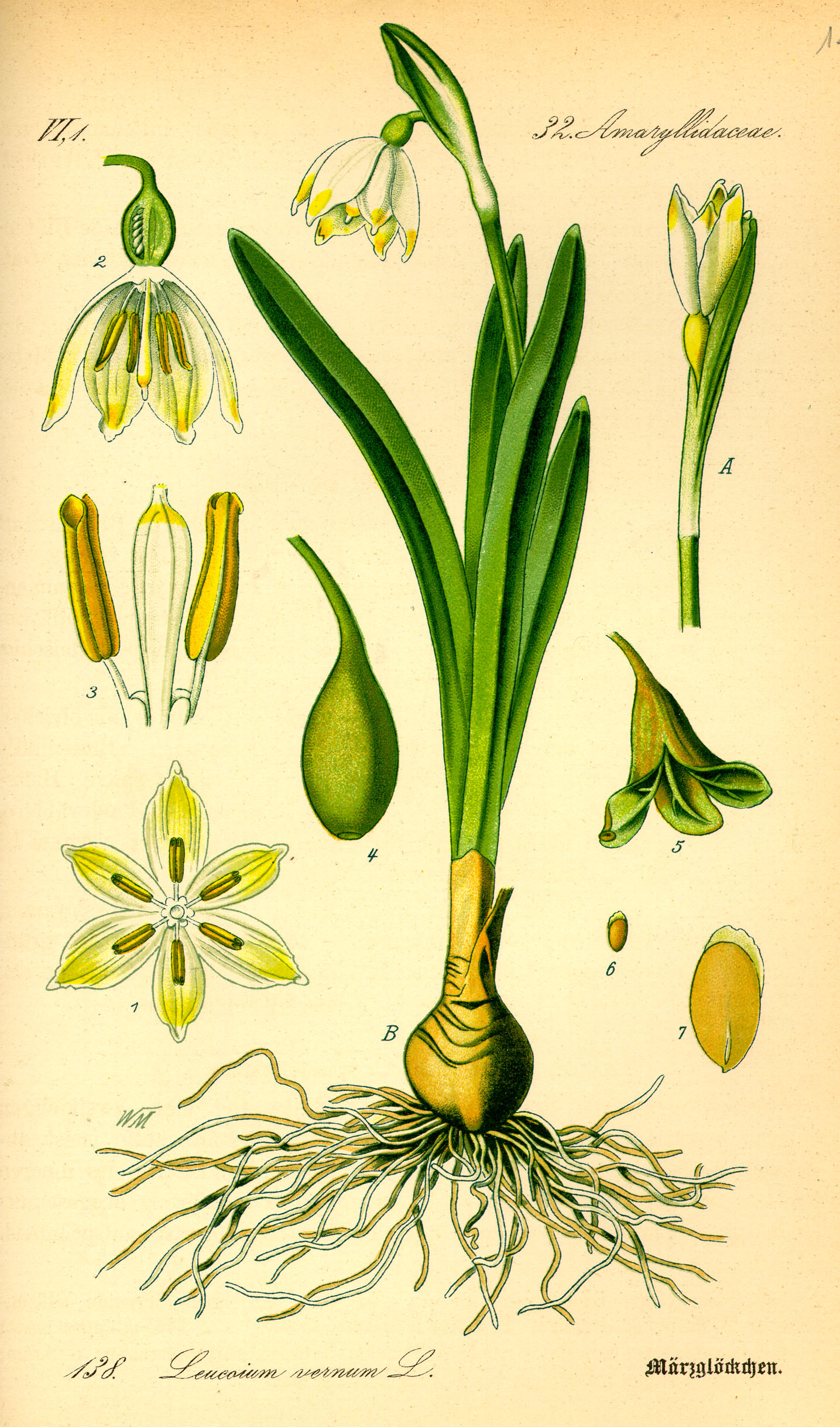 Illustration Leucojum vernum0