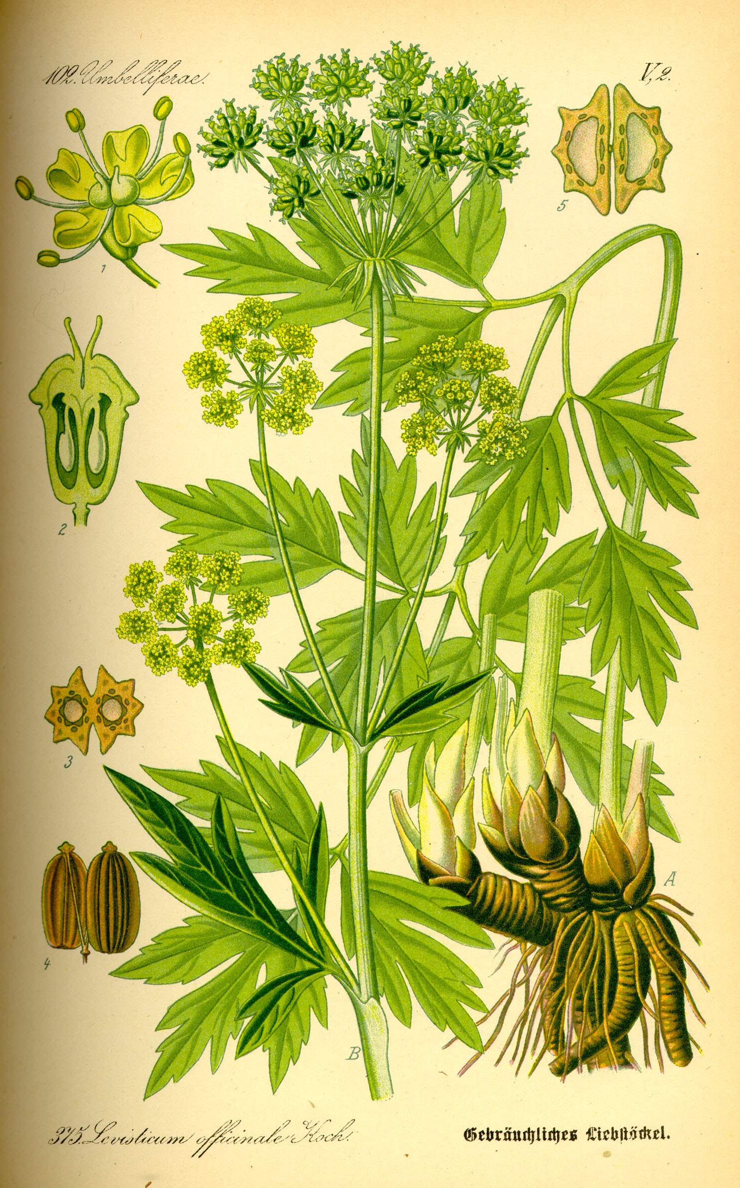 Illustration Levisticum officinale0