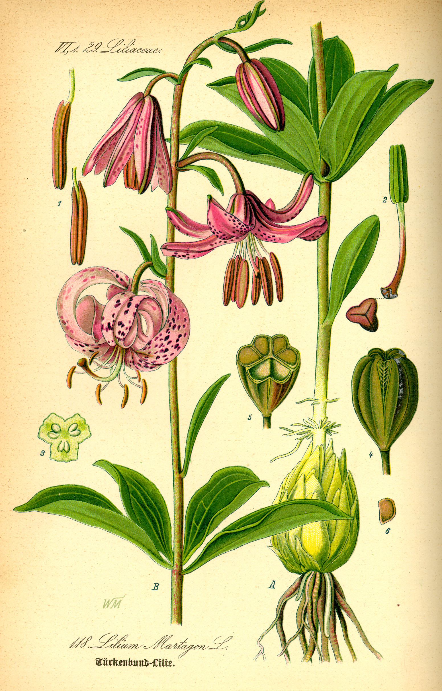 Illustration Lilium martagon0