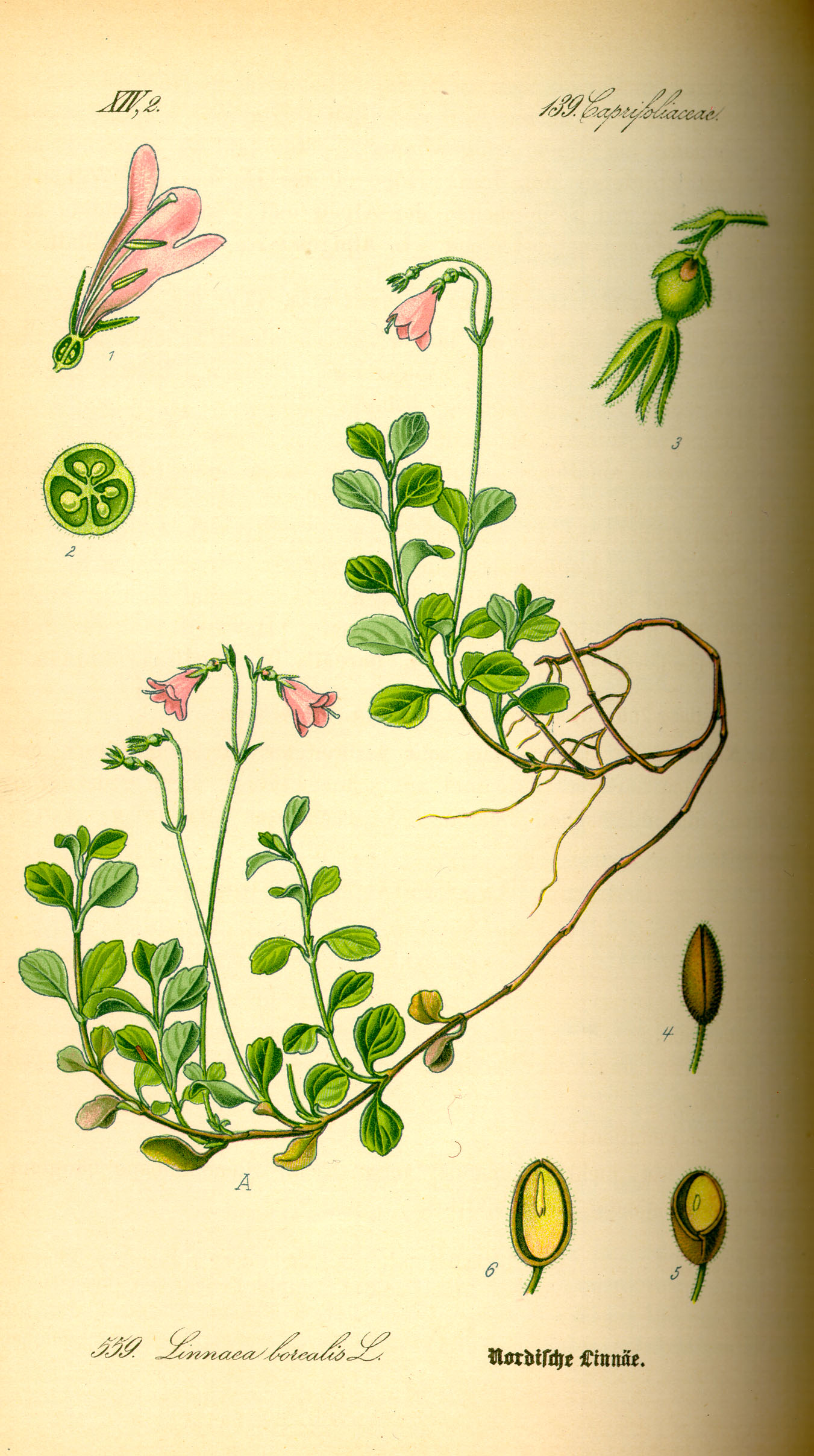 Illustration Linnaea borealis0