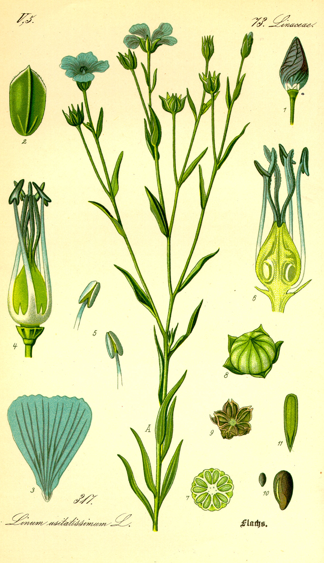 Illustration Linum usitatissimum0