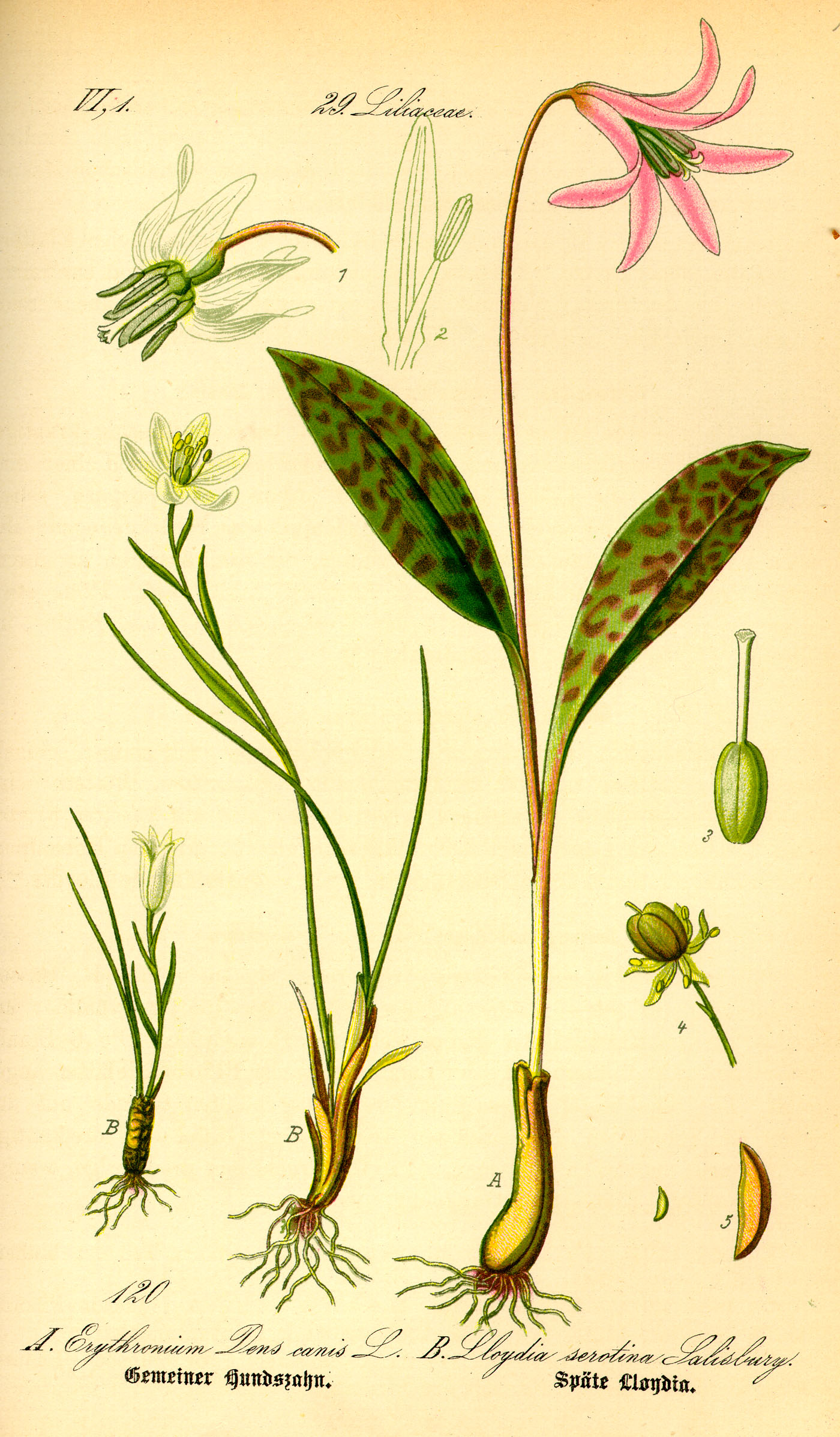 Illustration Lloydia serotina0