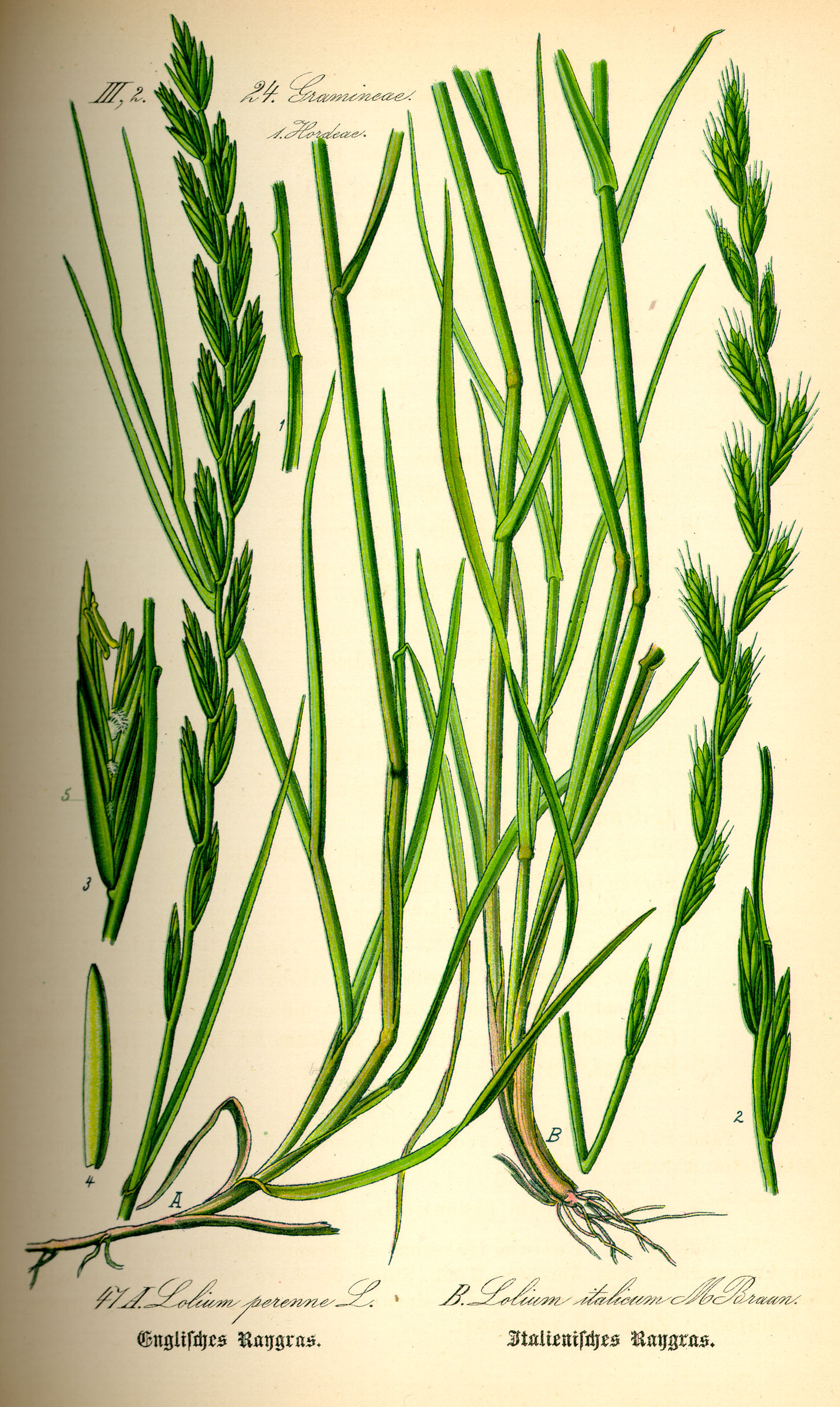 Illustration Lolium perenne0