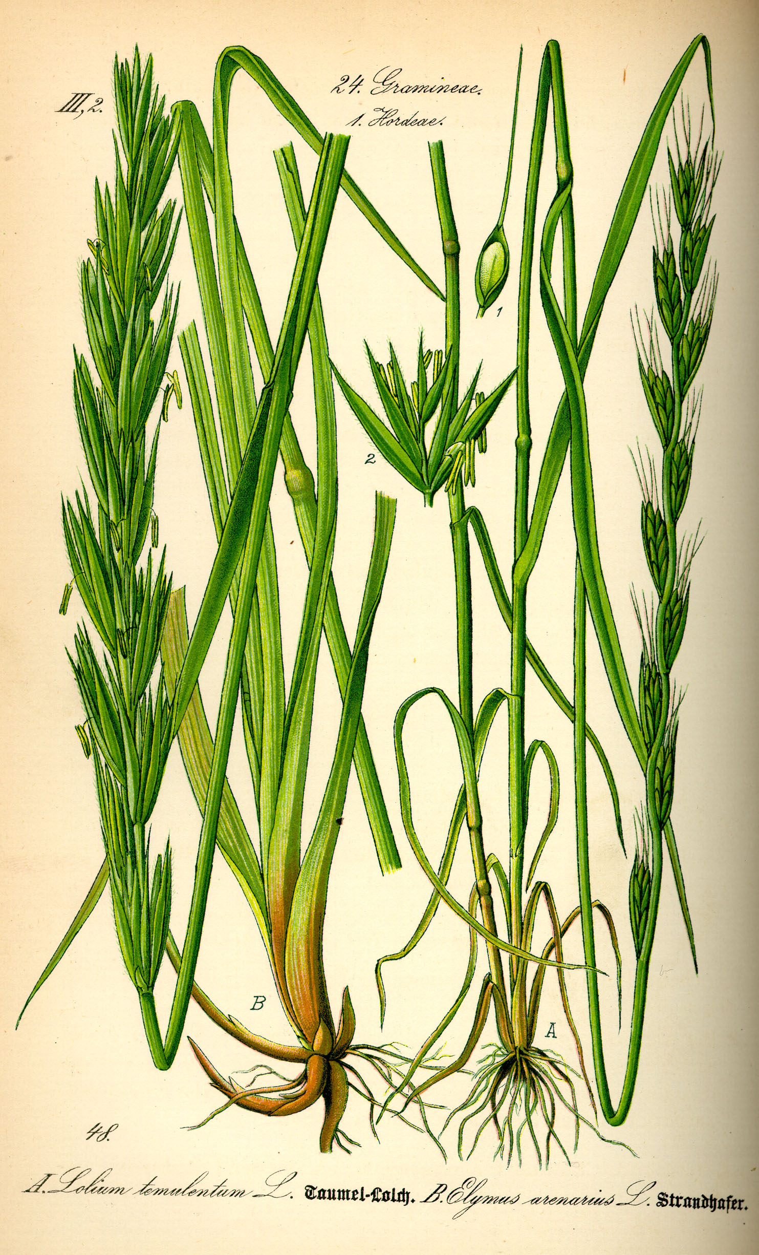 Illustration Lolium temulentum0