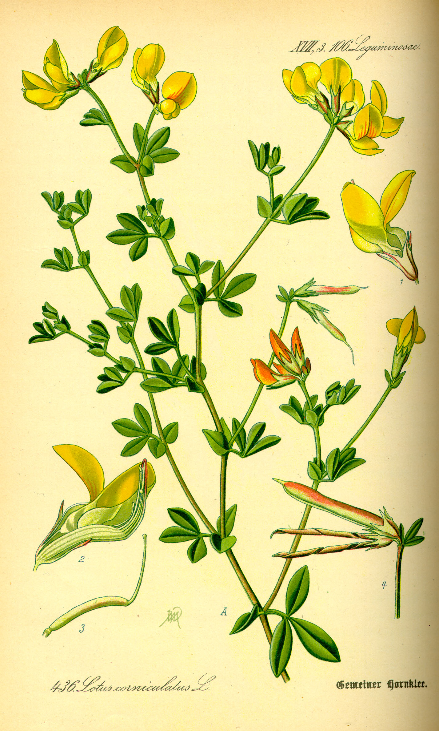 Illustration Lotus corniculatus0