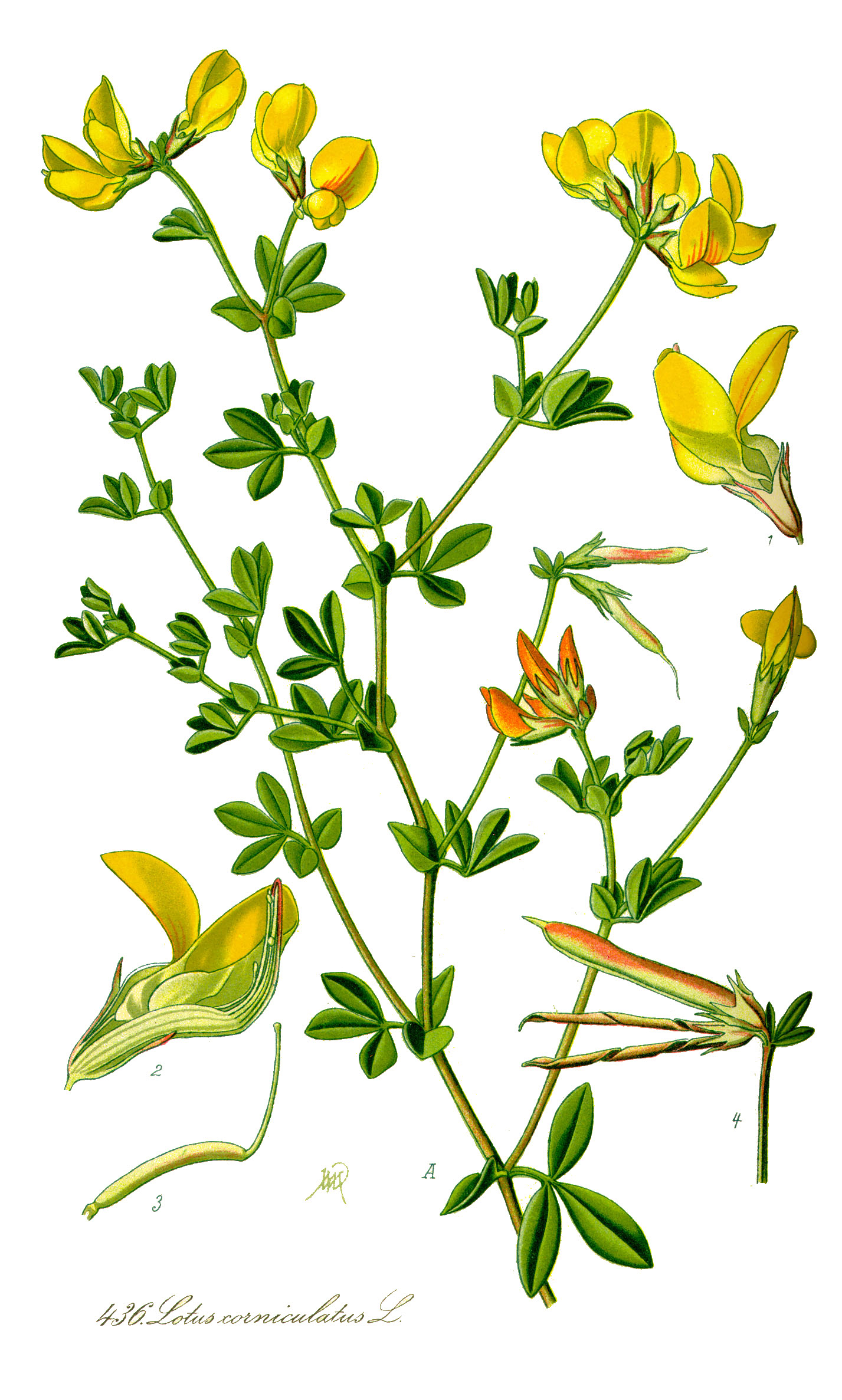 Illustration Lotus corniculatus1