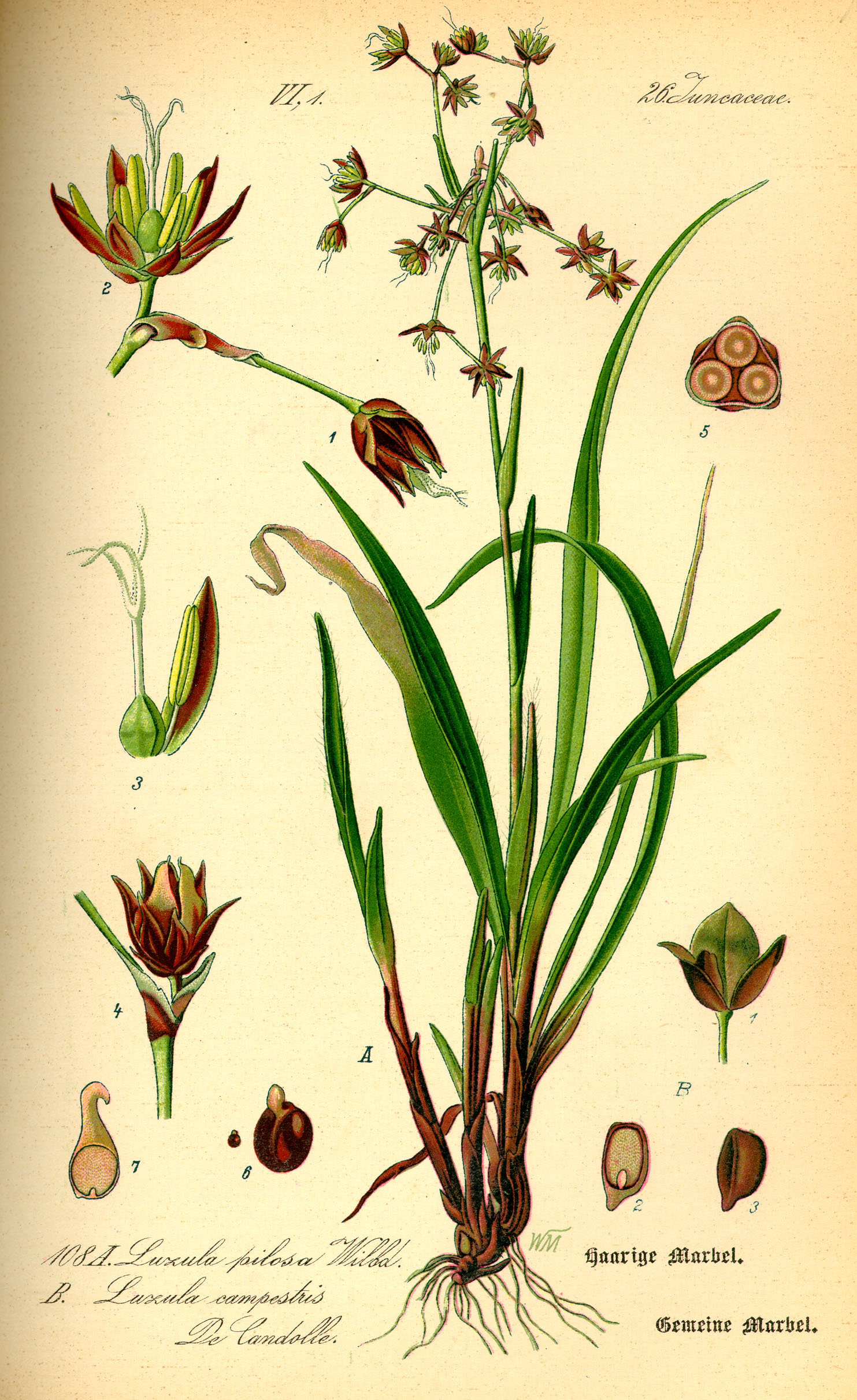 Illustration Luzula pilosa0
