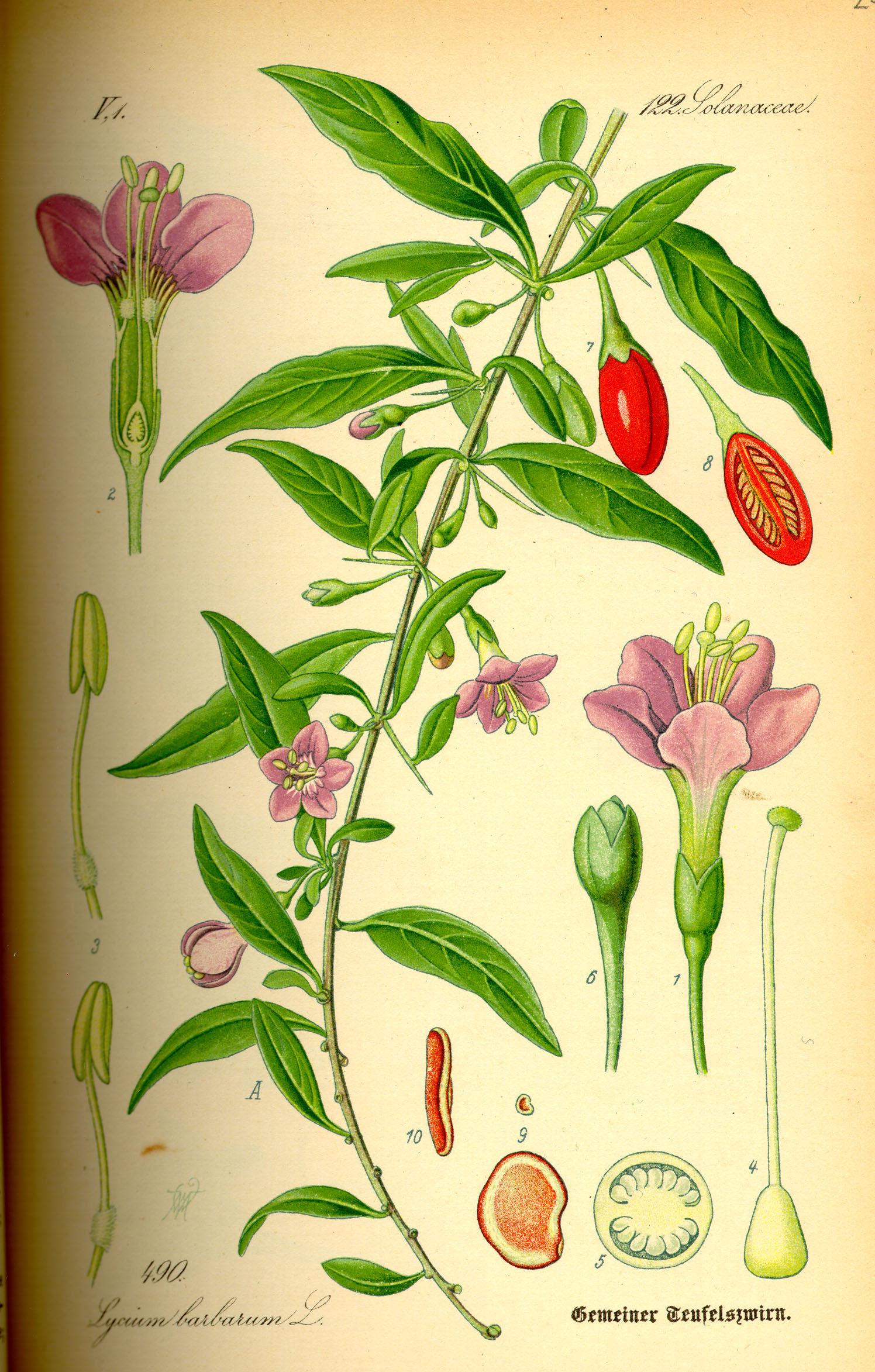 Illustration Lycium barbarum0