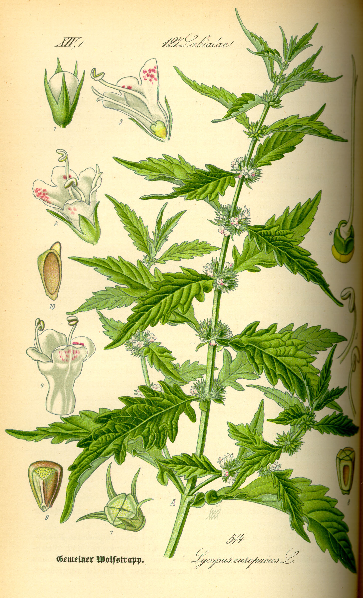 Illustration Lycopus europaeus0