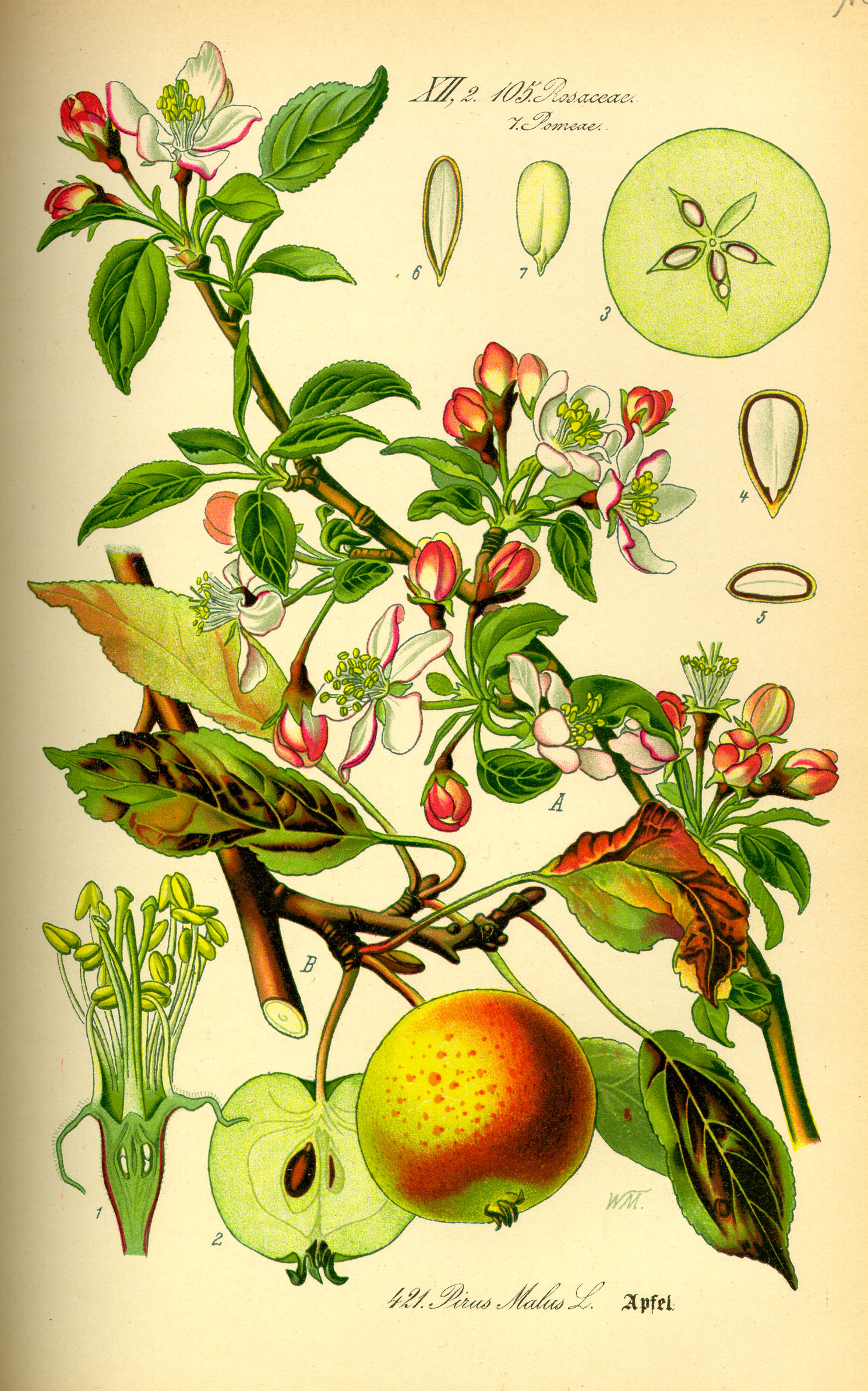 Illustration Malus domestica0