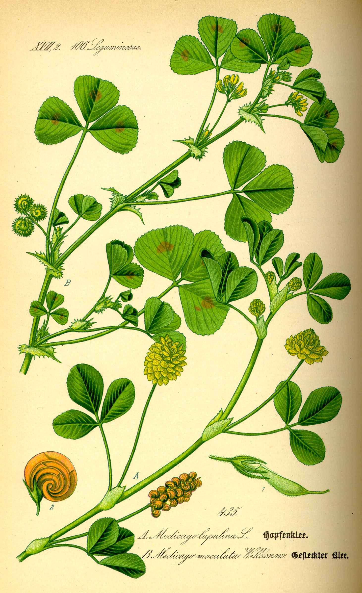 Illustration Medicago arabica0