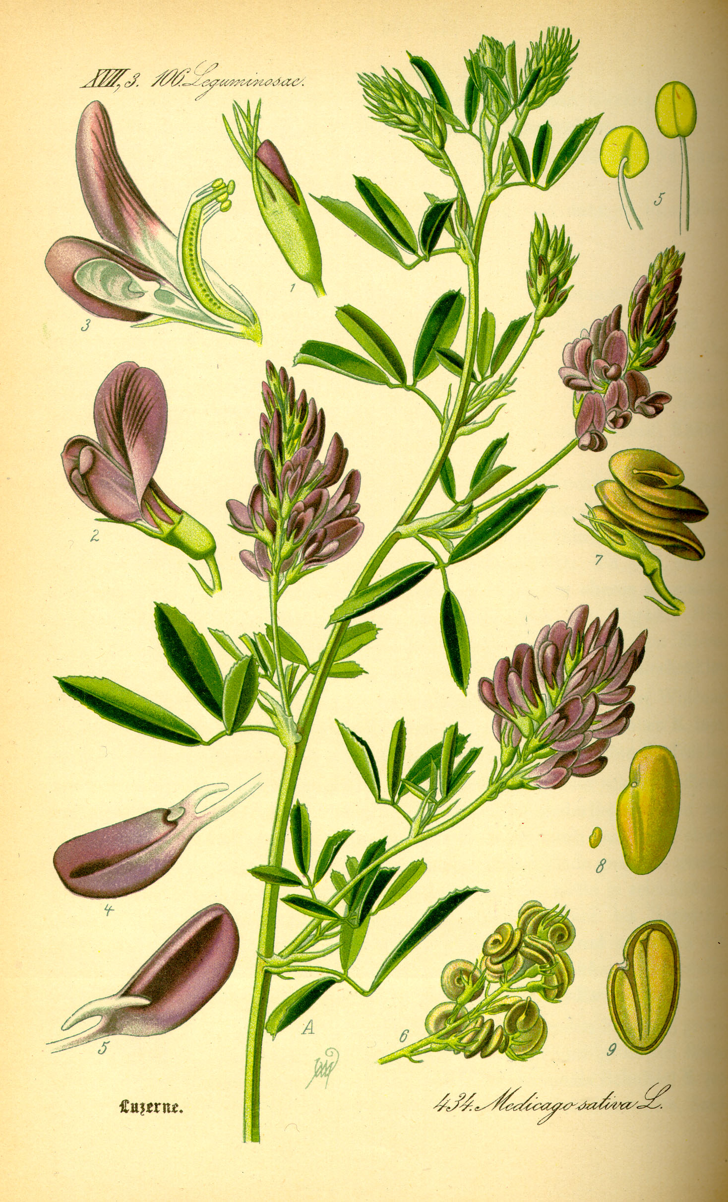 Illustration Medicago sativa0