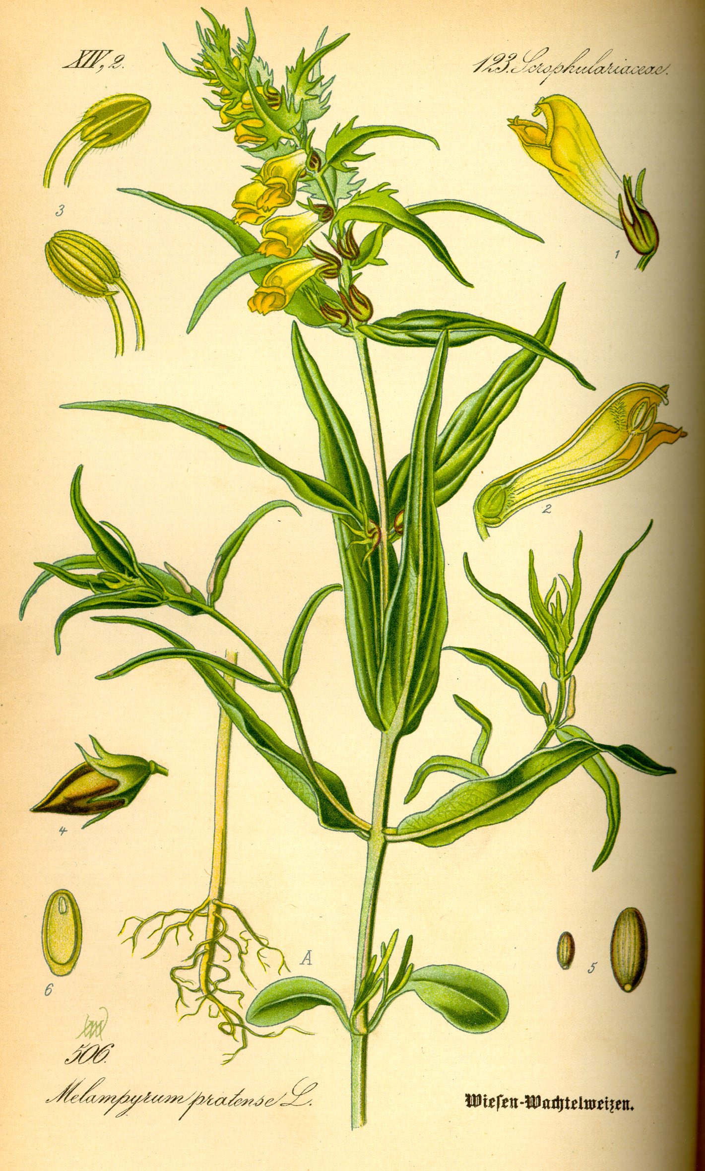 Illustration Melampyrum pratense0