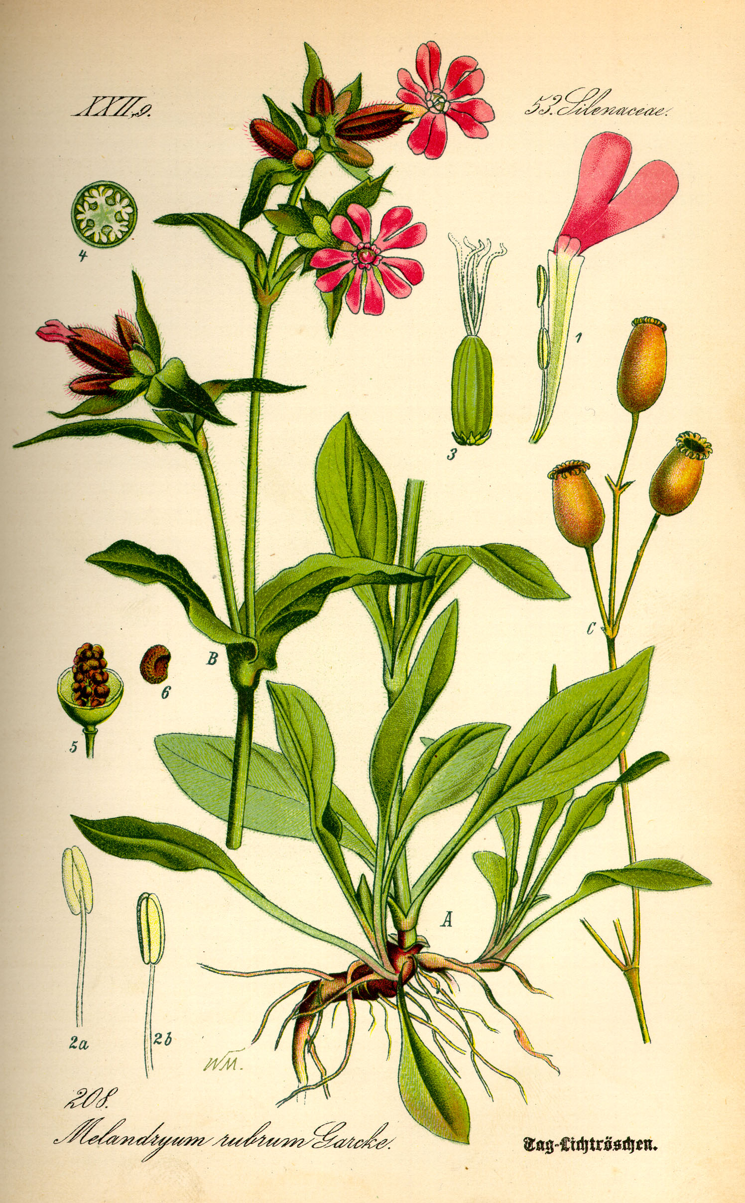 Illustration Melandryum rubrum0