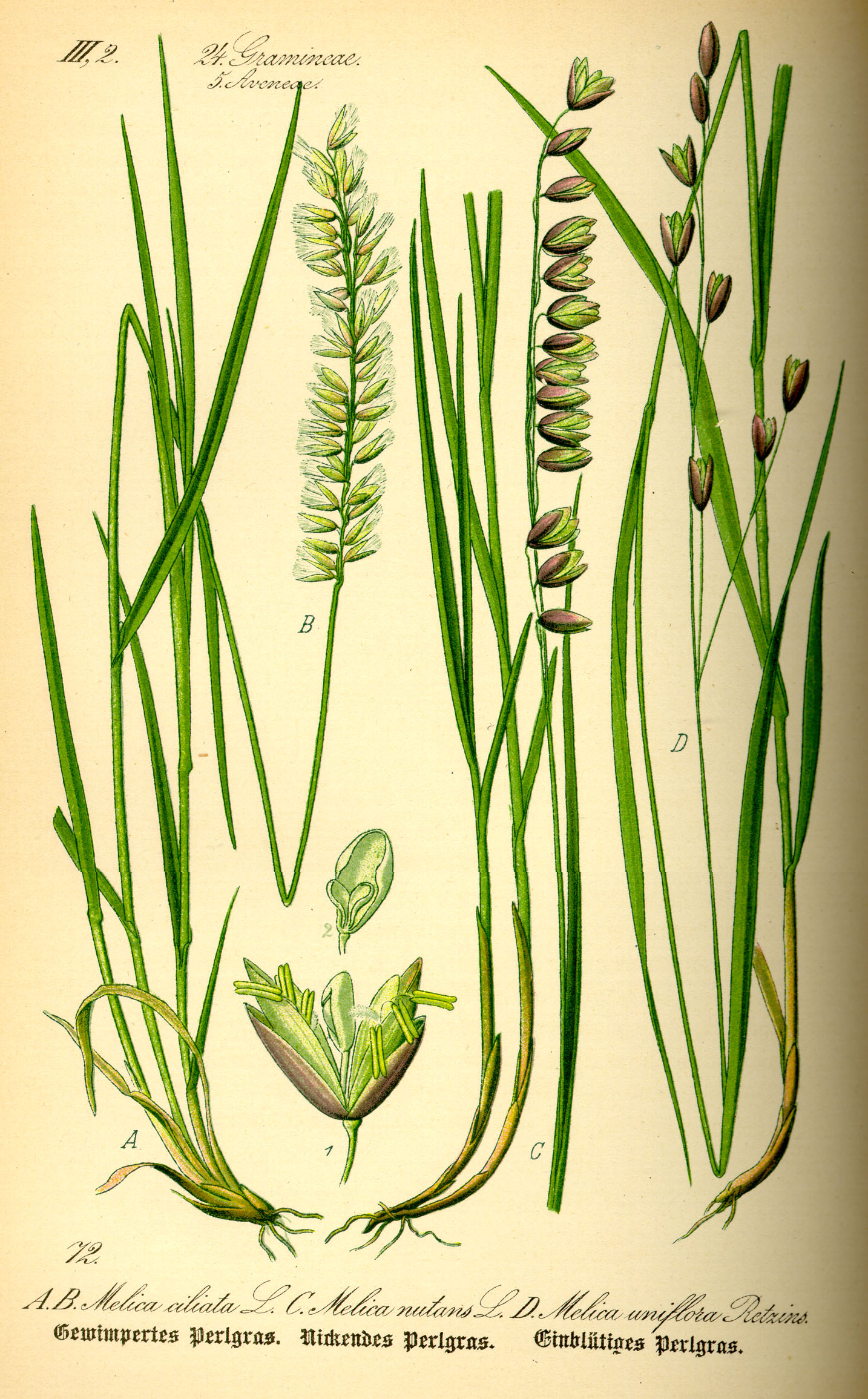 Illustration Melica nutans0
