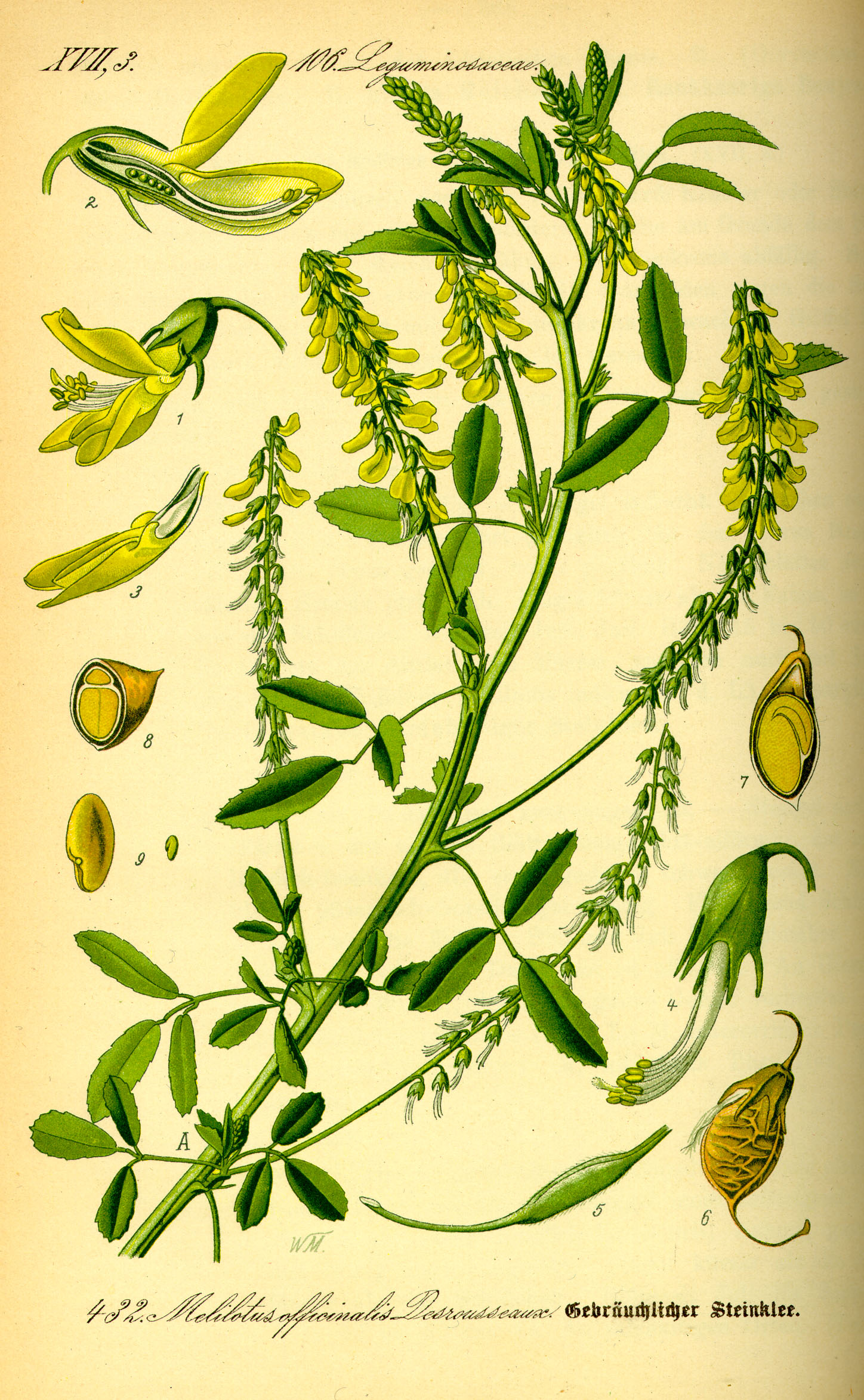 Illustration Melilotus officinalis0