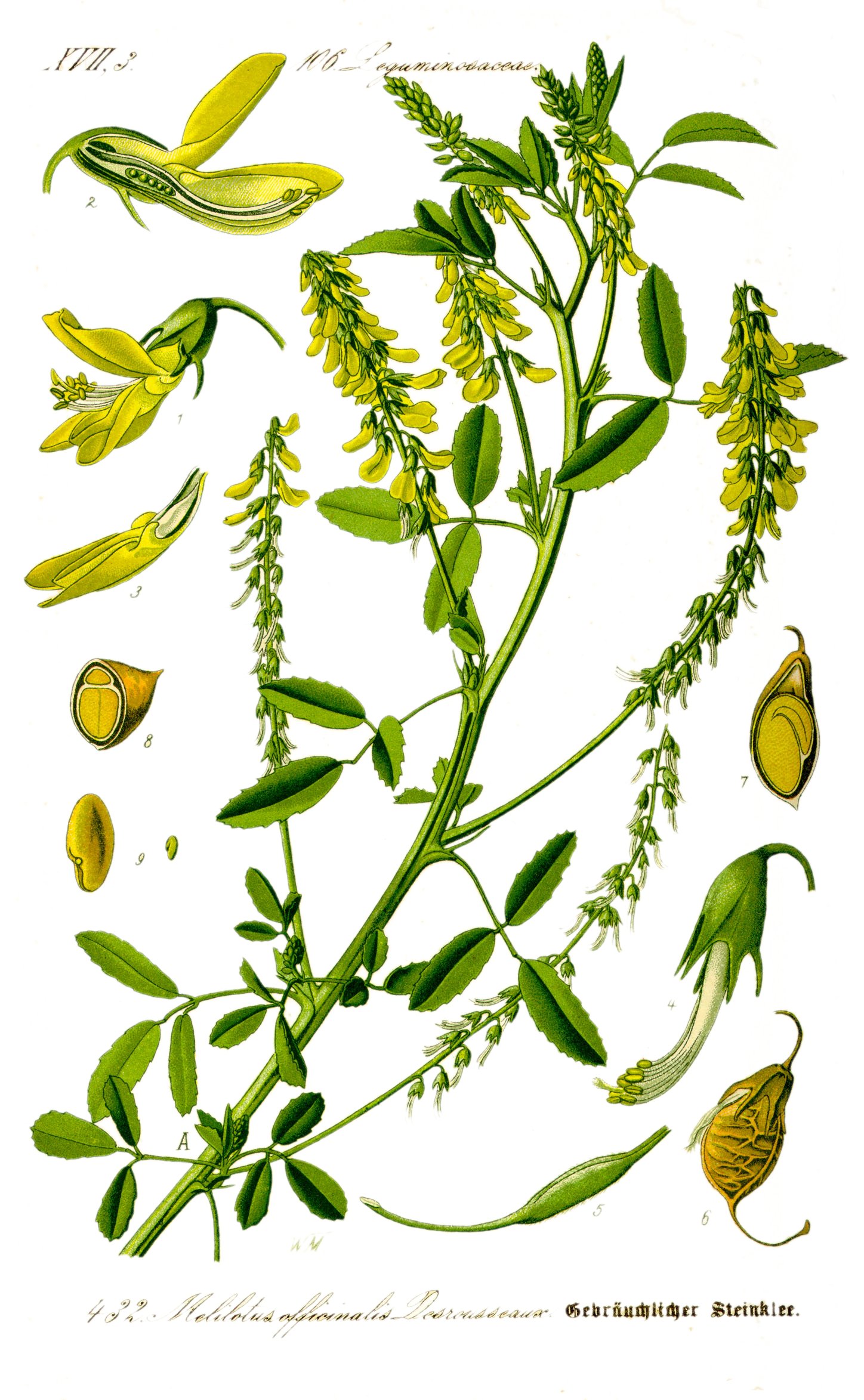 Illustration Melilotus officinalis1
