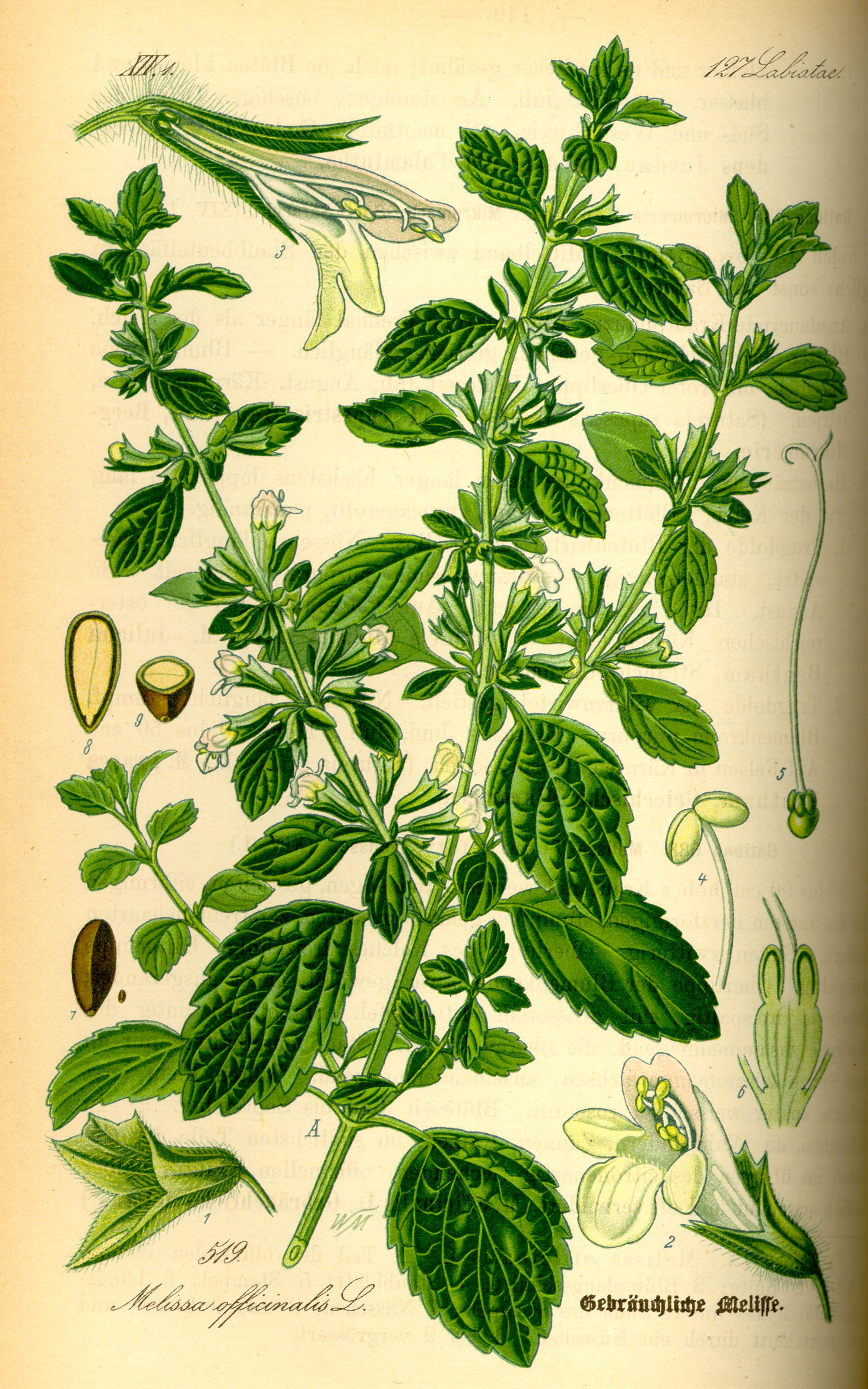 Illustration Melissa officinalis0