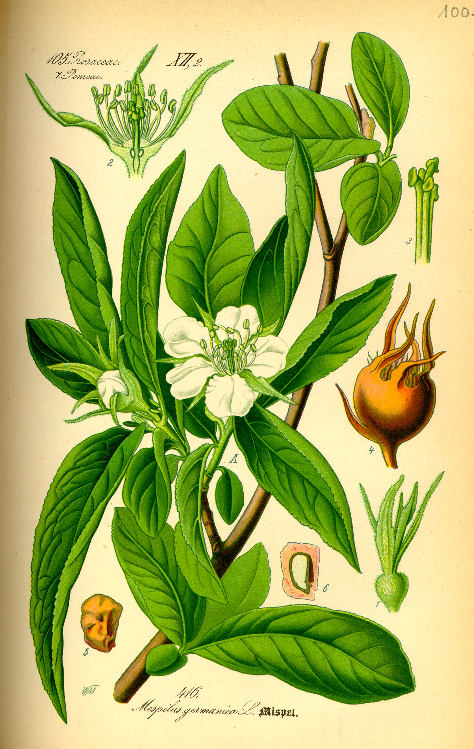 Illustration Mespilus germanica0