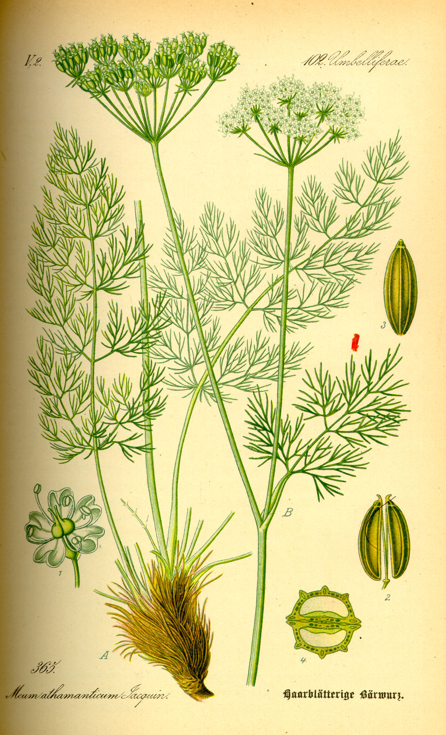 Illustration Meum athamanticum0