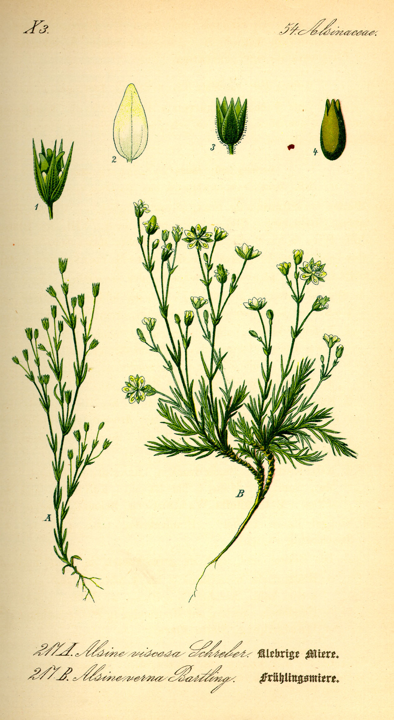 Illustration Minuartia viscosa0